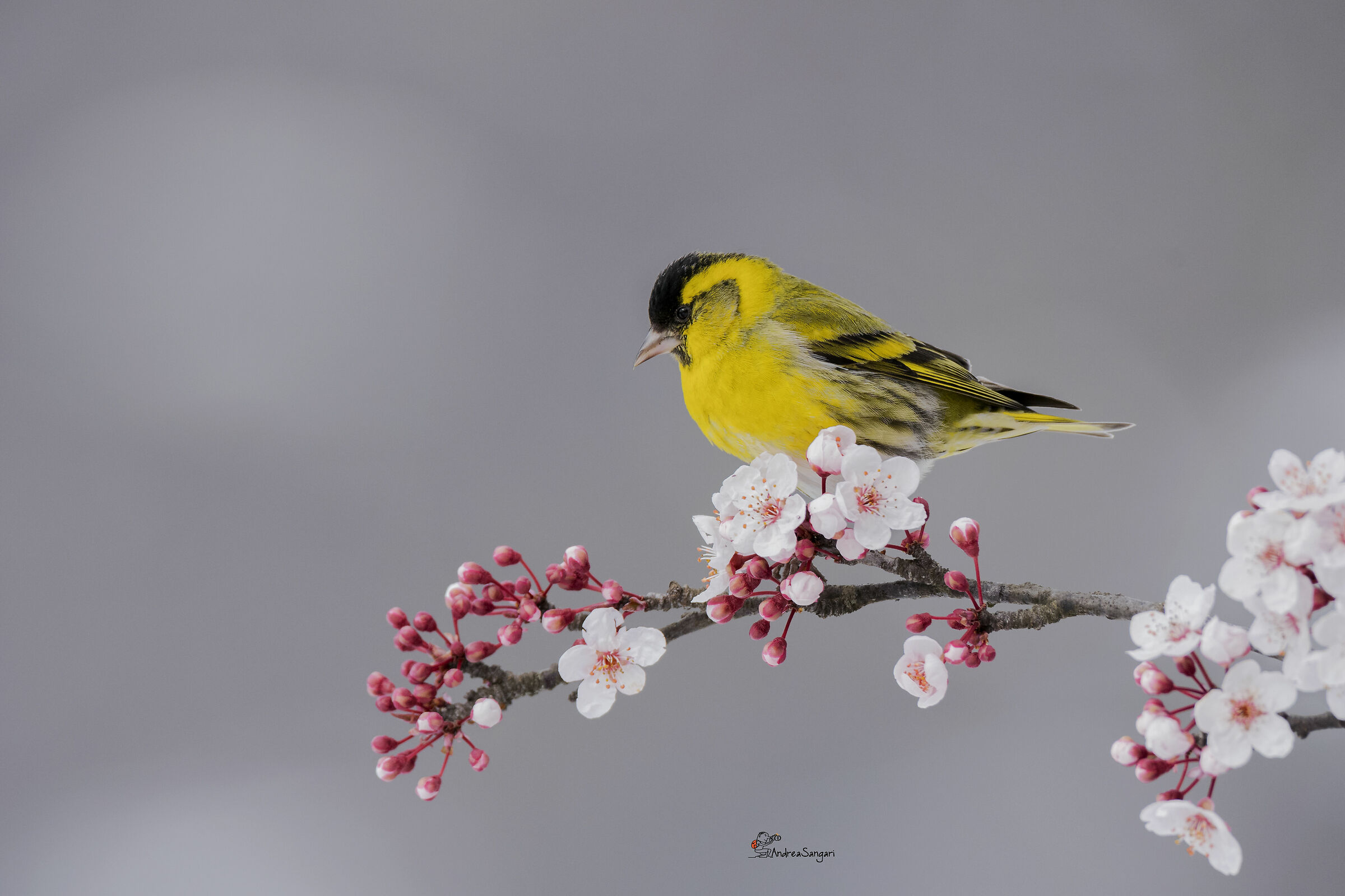 Auguri di buona Pasqua