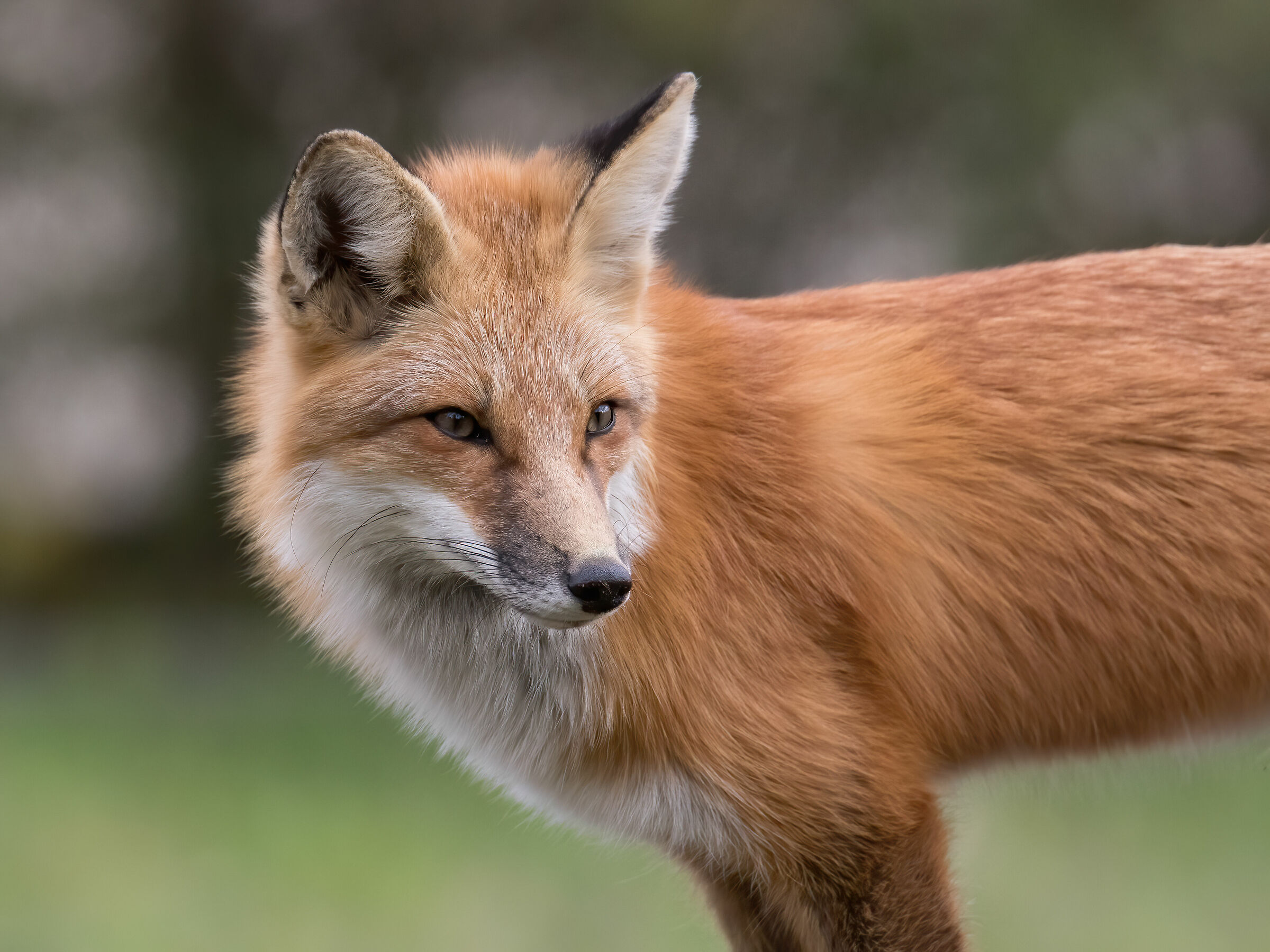 The penetrating gaze of Mrs. Fox