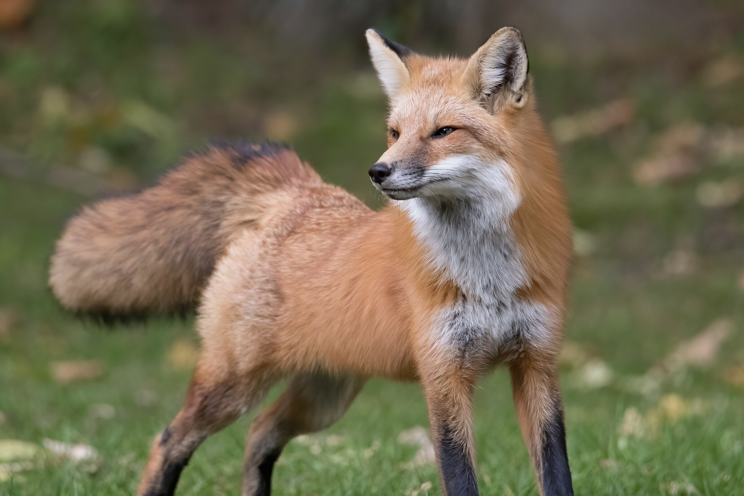 The Fox in the Hunt, peering over the horizon