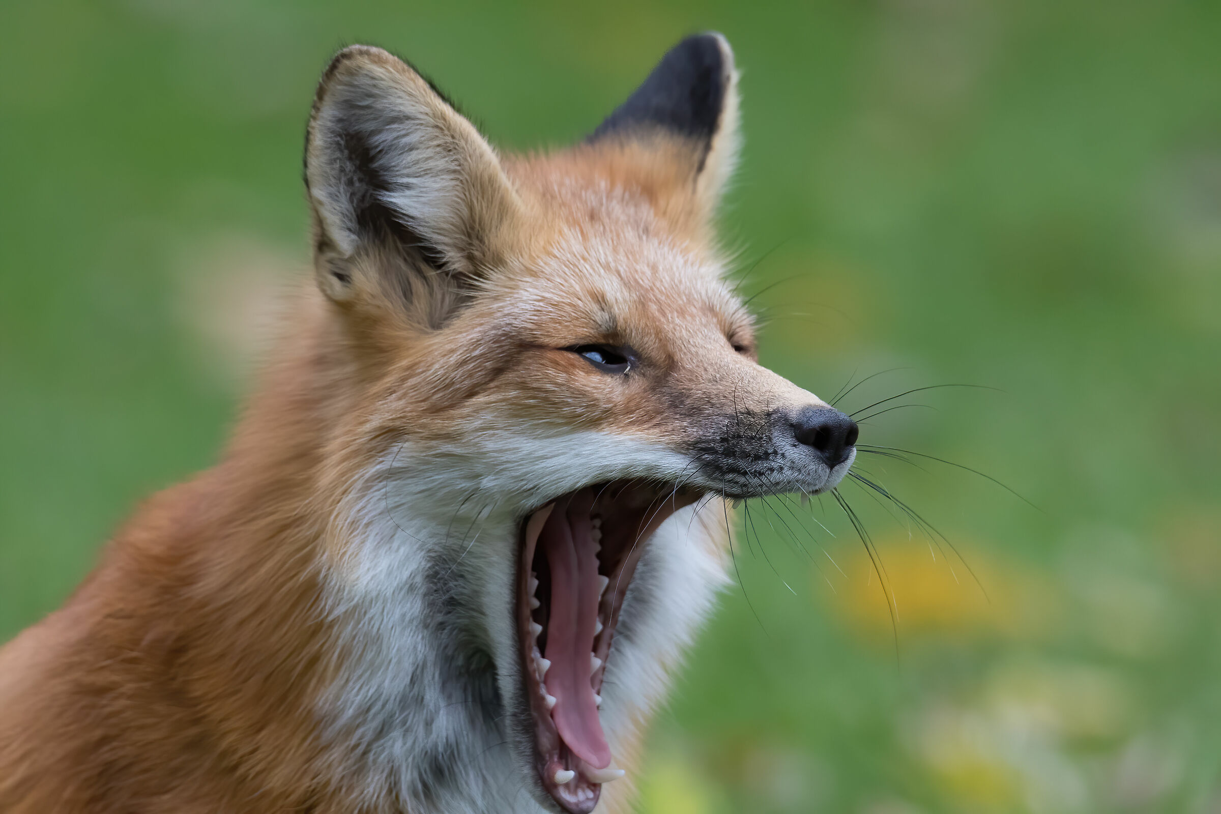 Aaaaaaaaaa alarmeeeeeeeeeee