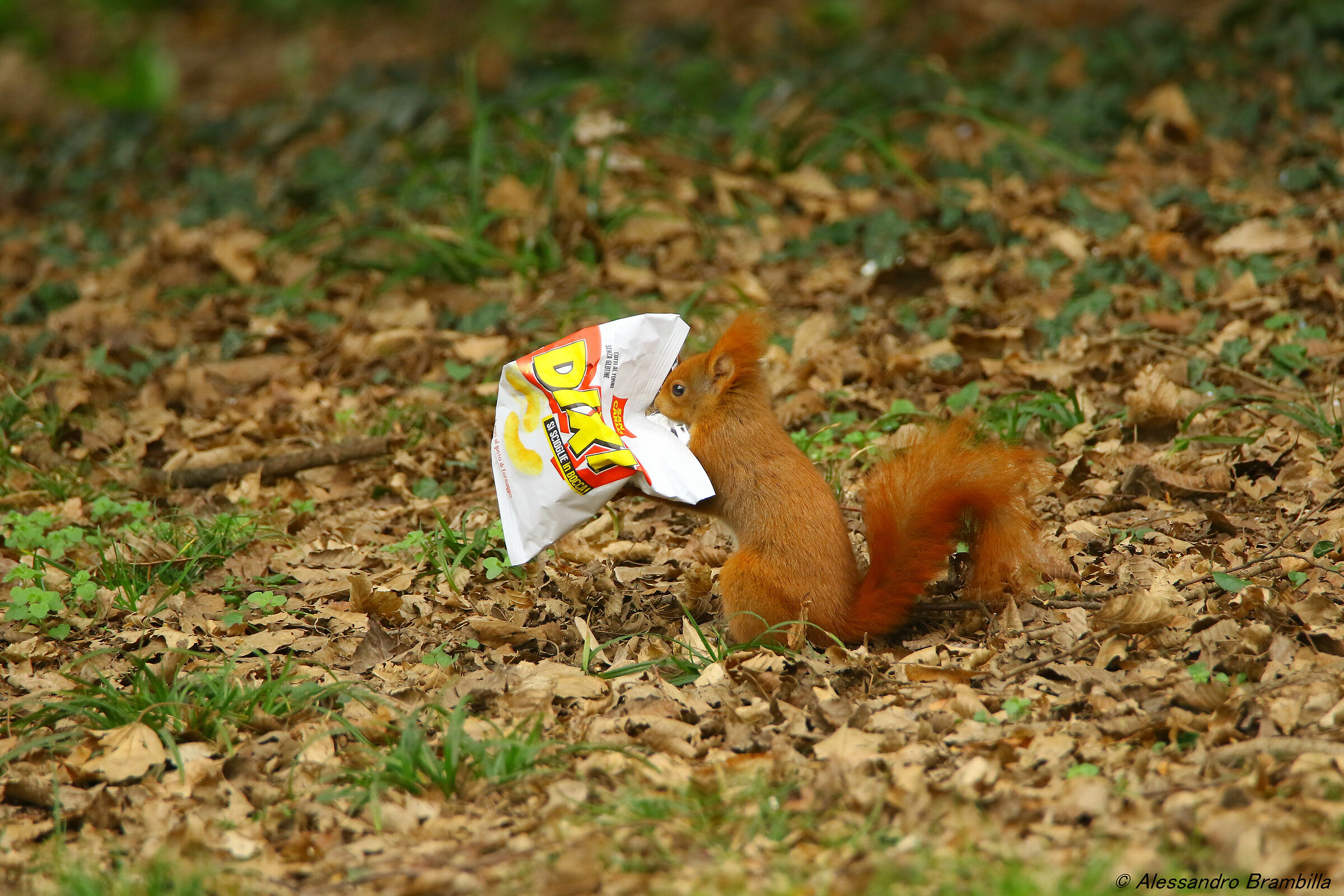 Snack!