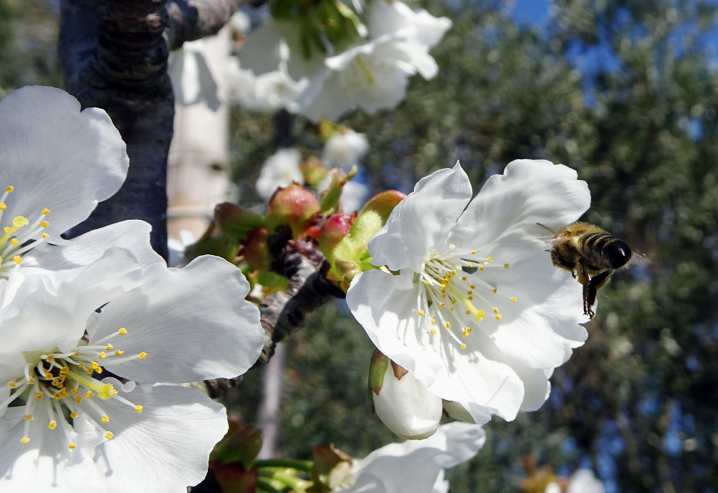 instancabile lavoratrice