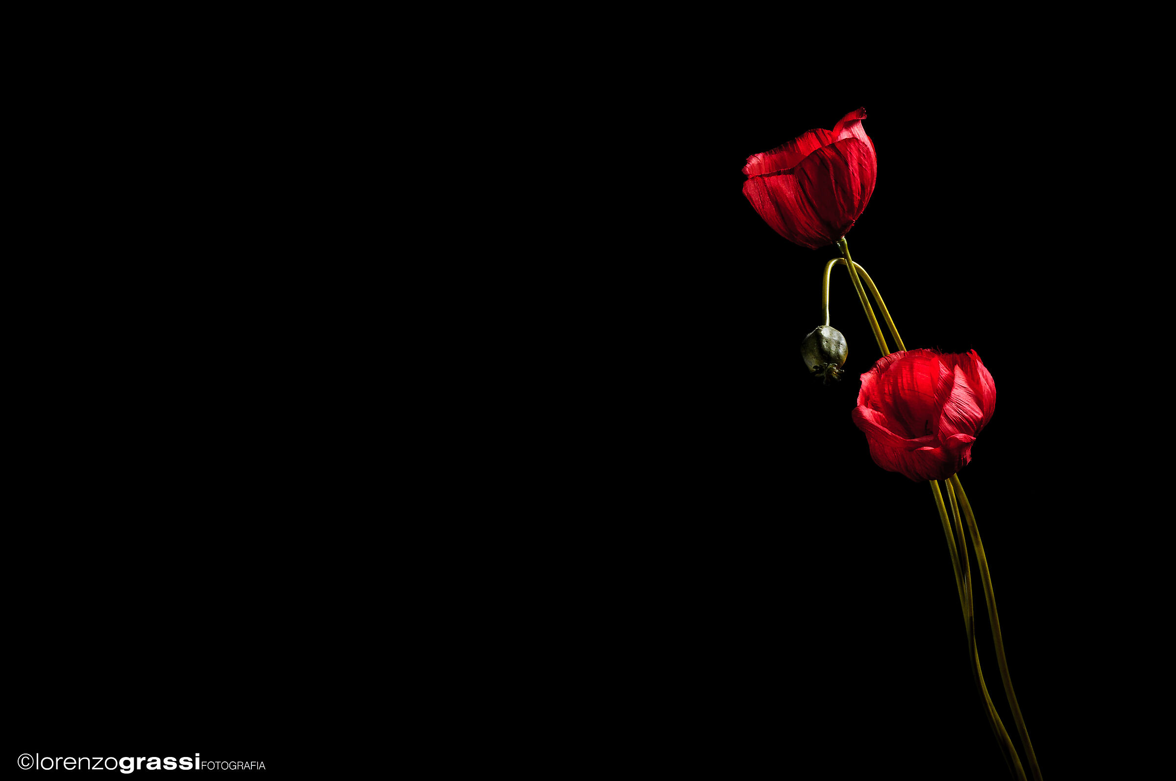 Untitled Photo