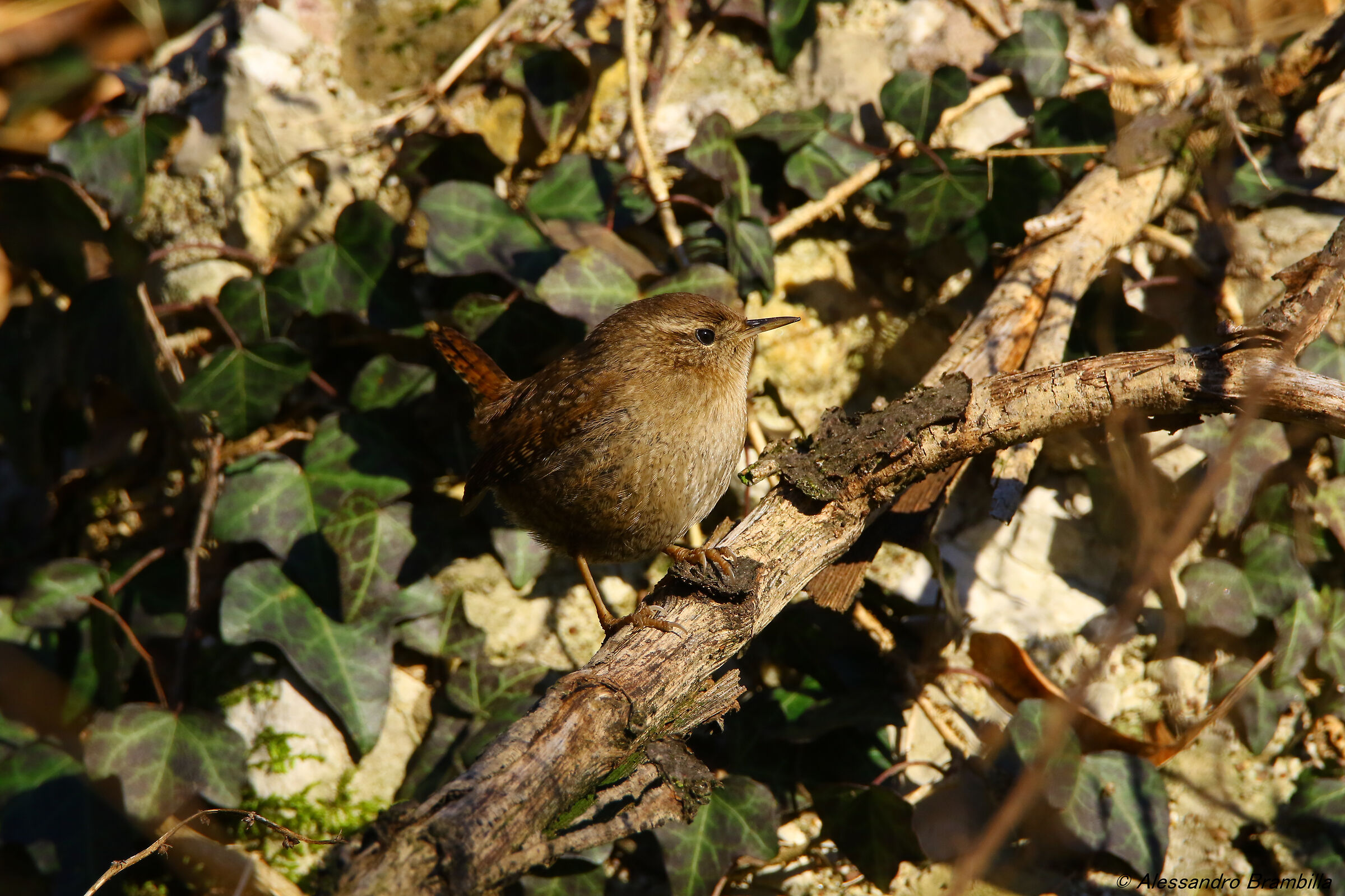 Wren