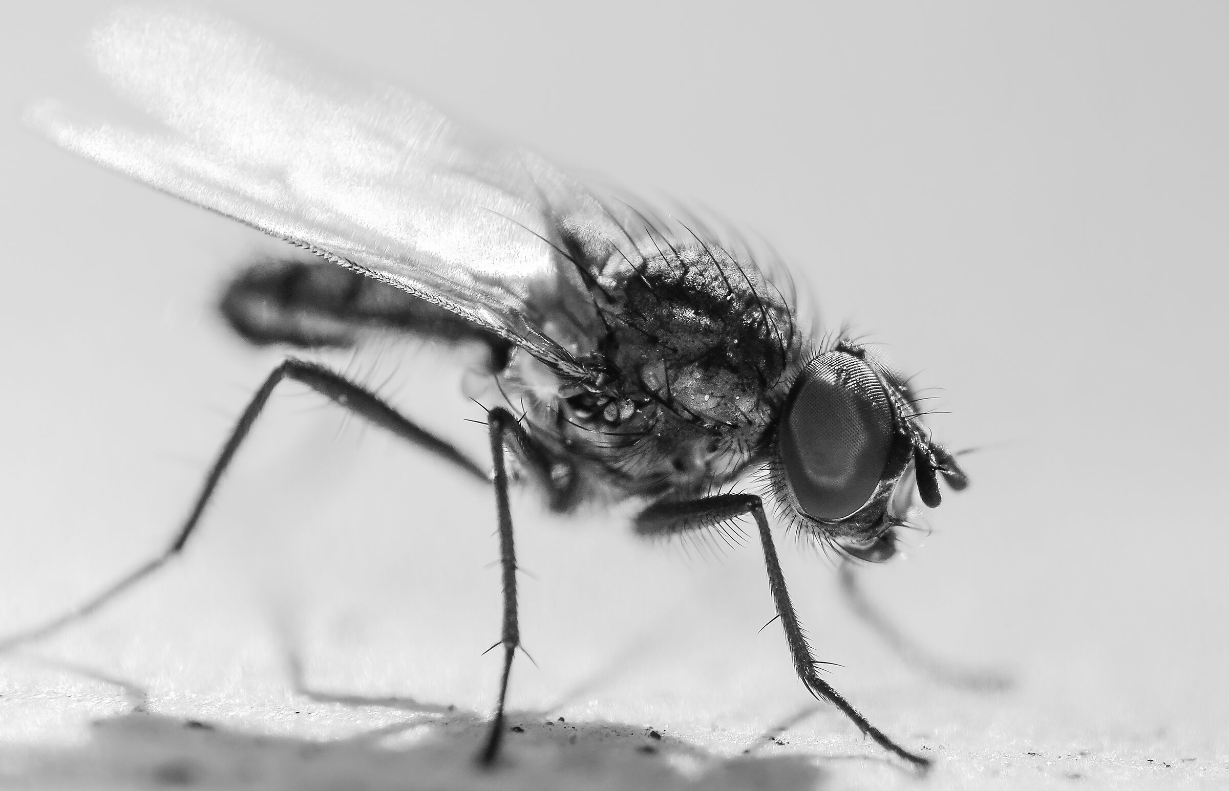 Mosca