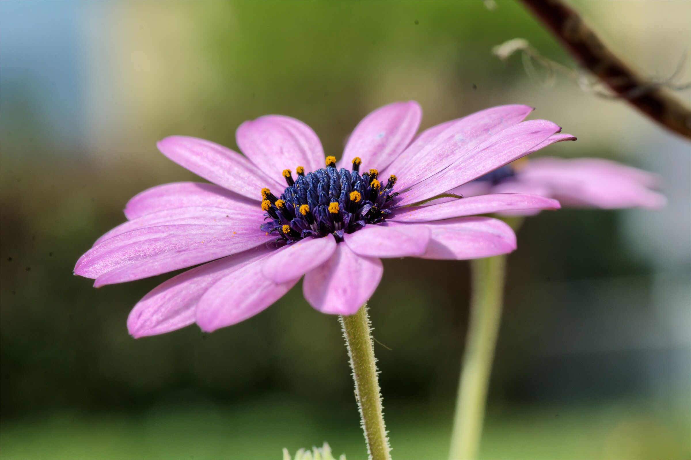 daisy purple
