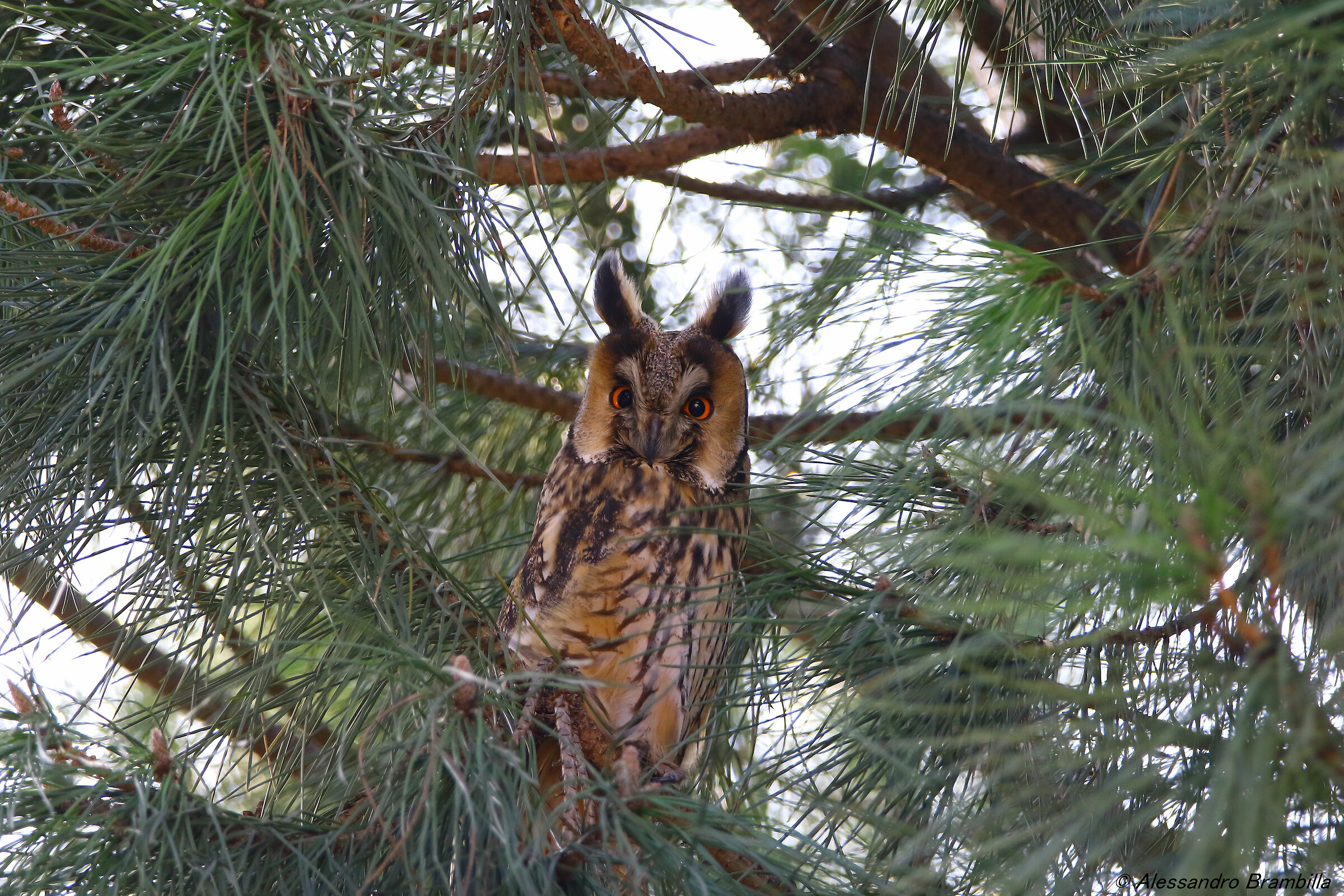 Common owl