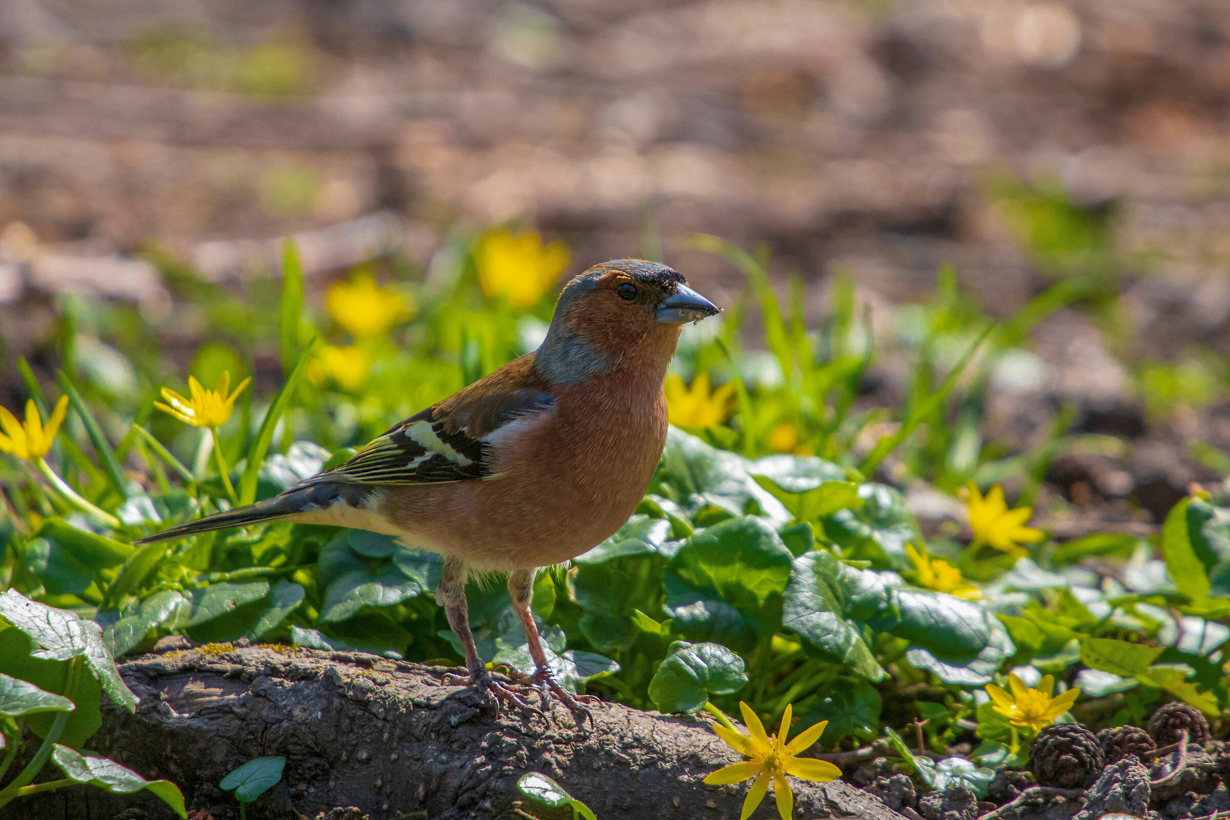 Finch (Fringilla coelebs)