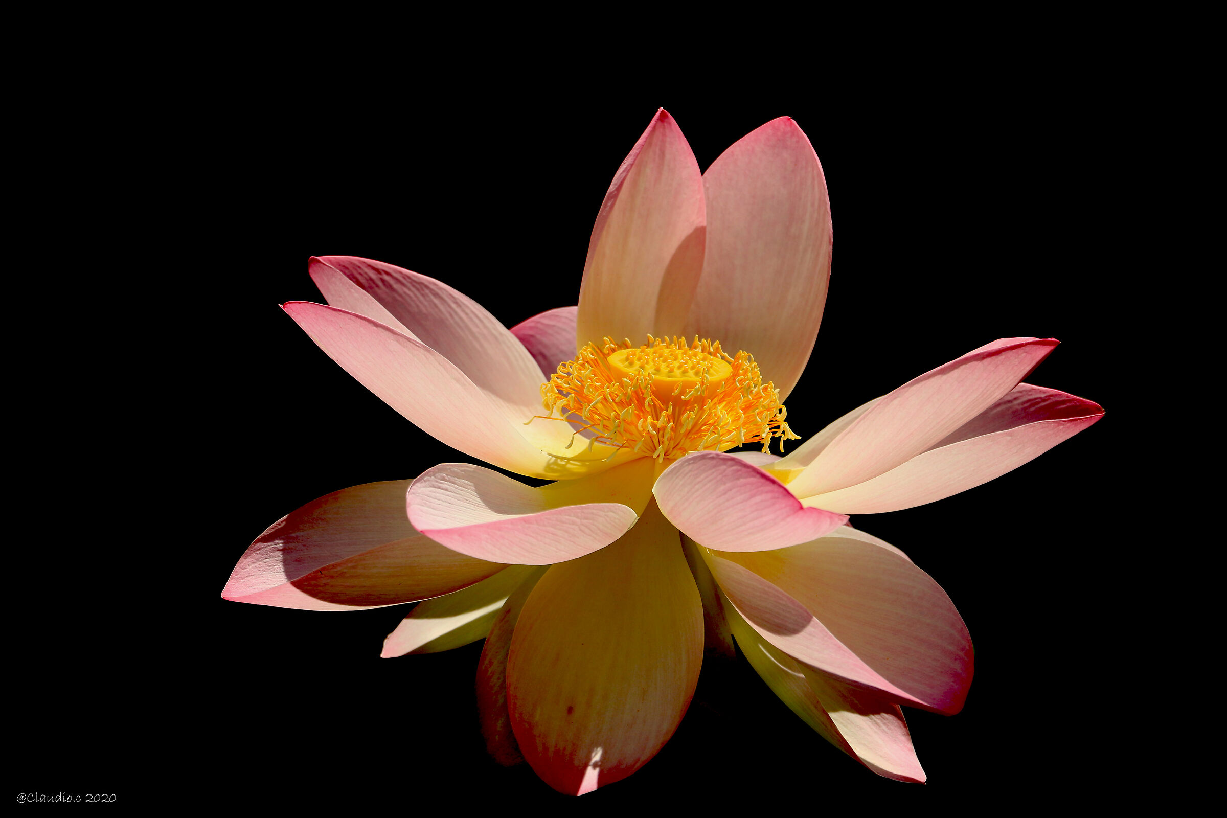 simply a lotus flourish