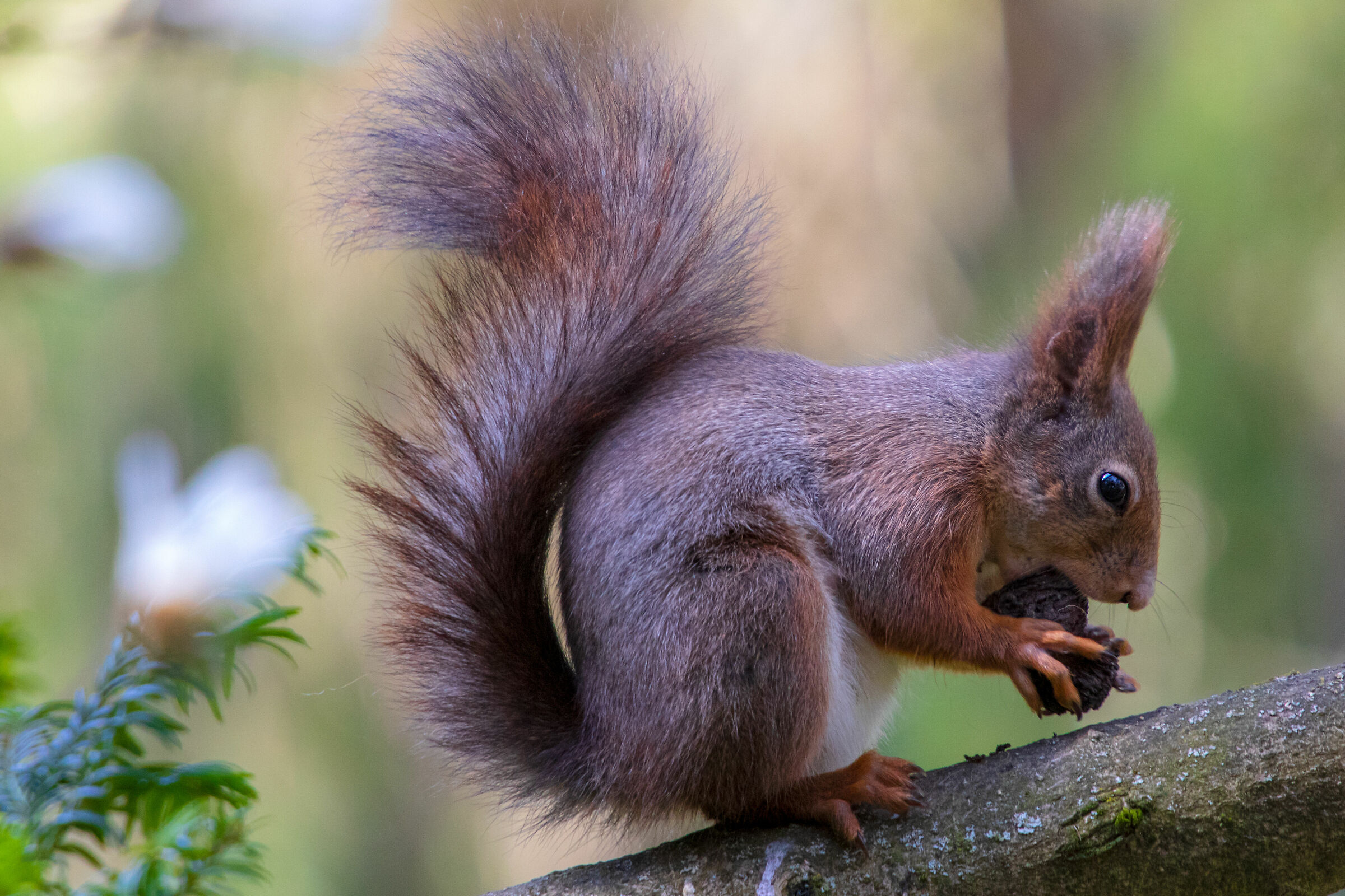 Scoiattolo (Sciurus vulgaris)