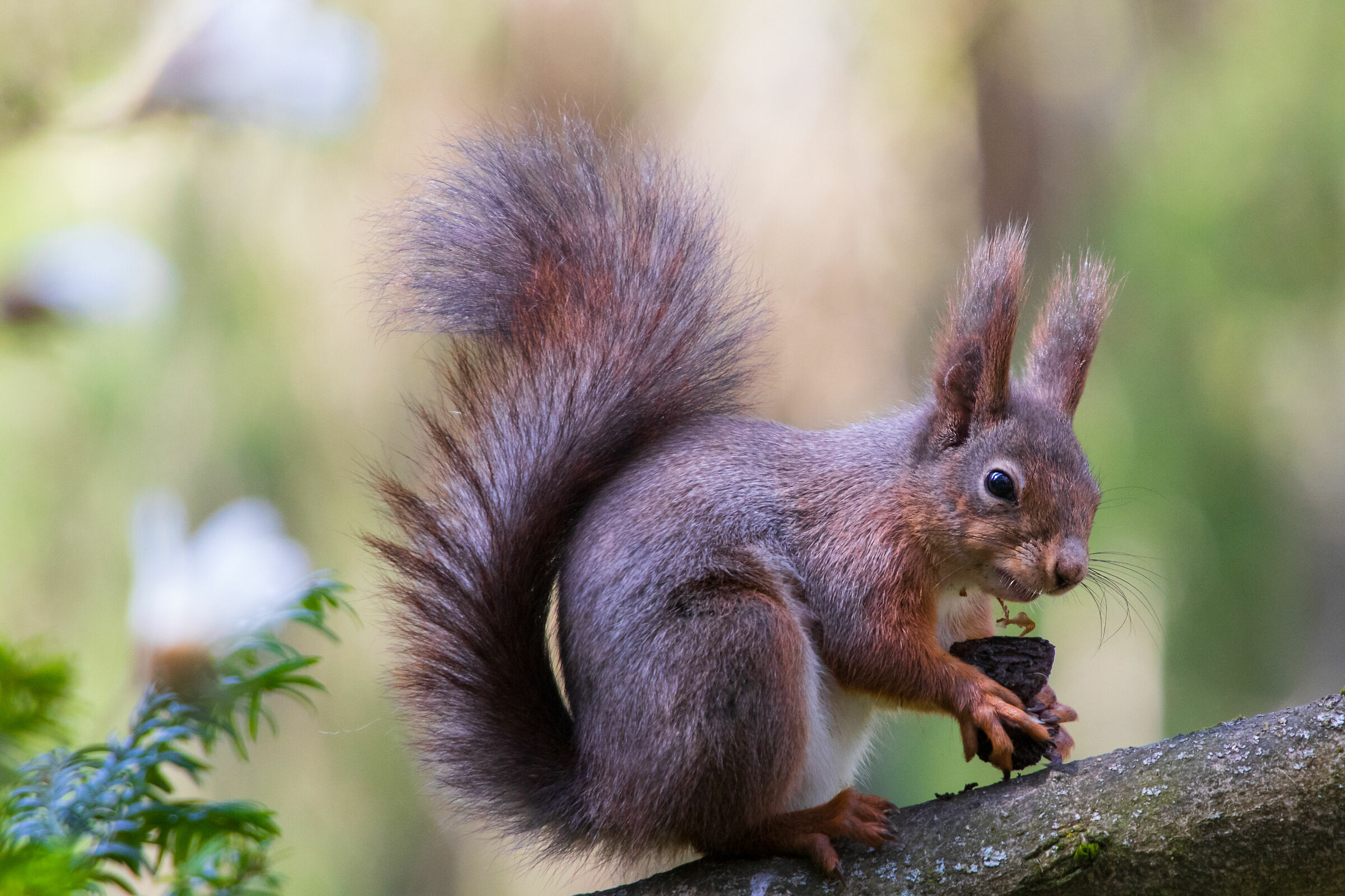 Squirrel (Sciurus vulgaris)
