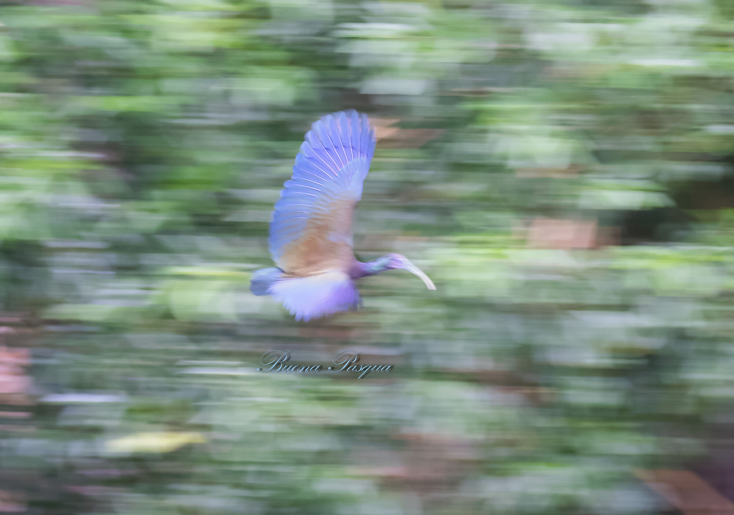 Easter Watercolor (Ibis Verde)