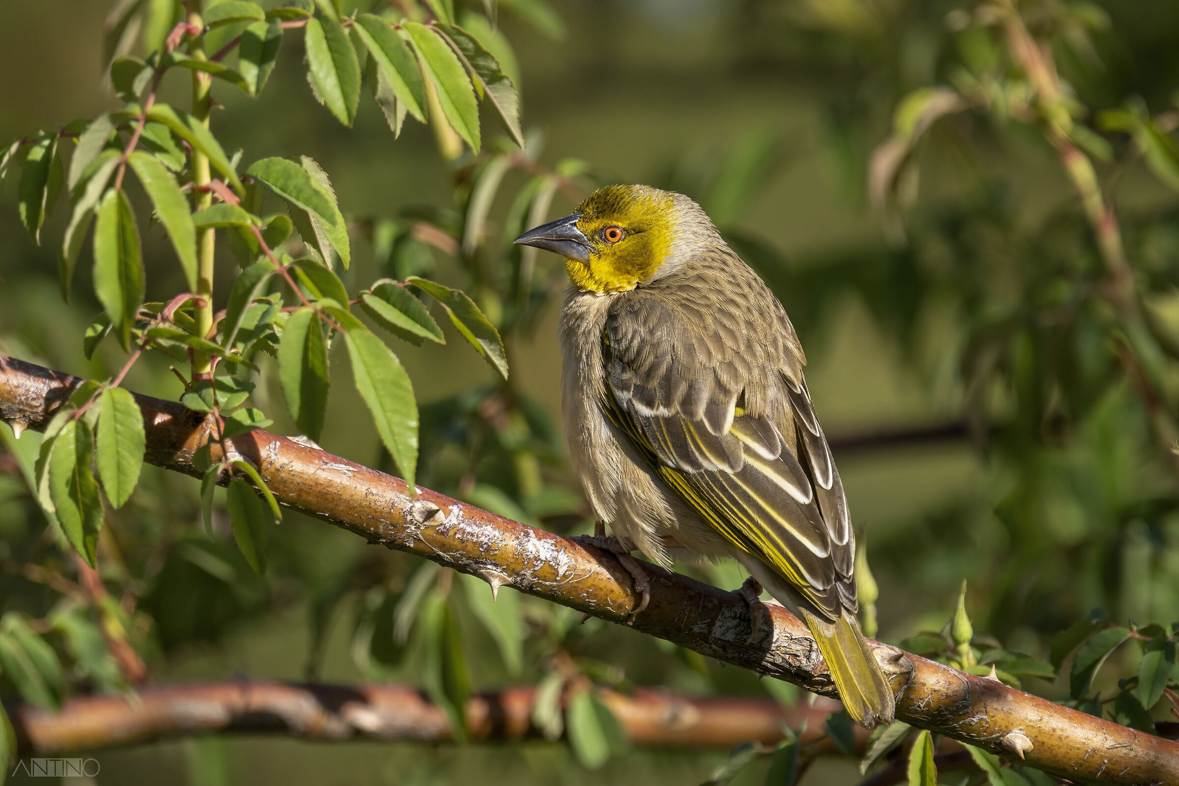 Tessitore gendarme frmmina, Ploceus cucullatus