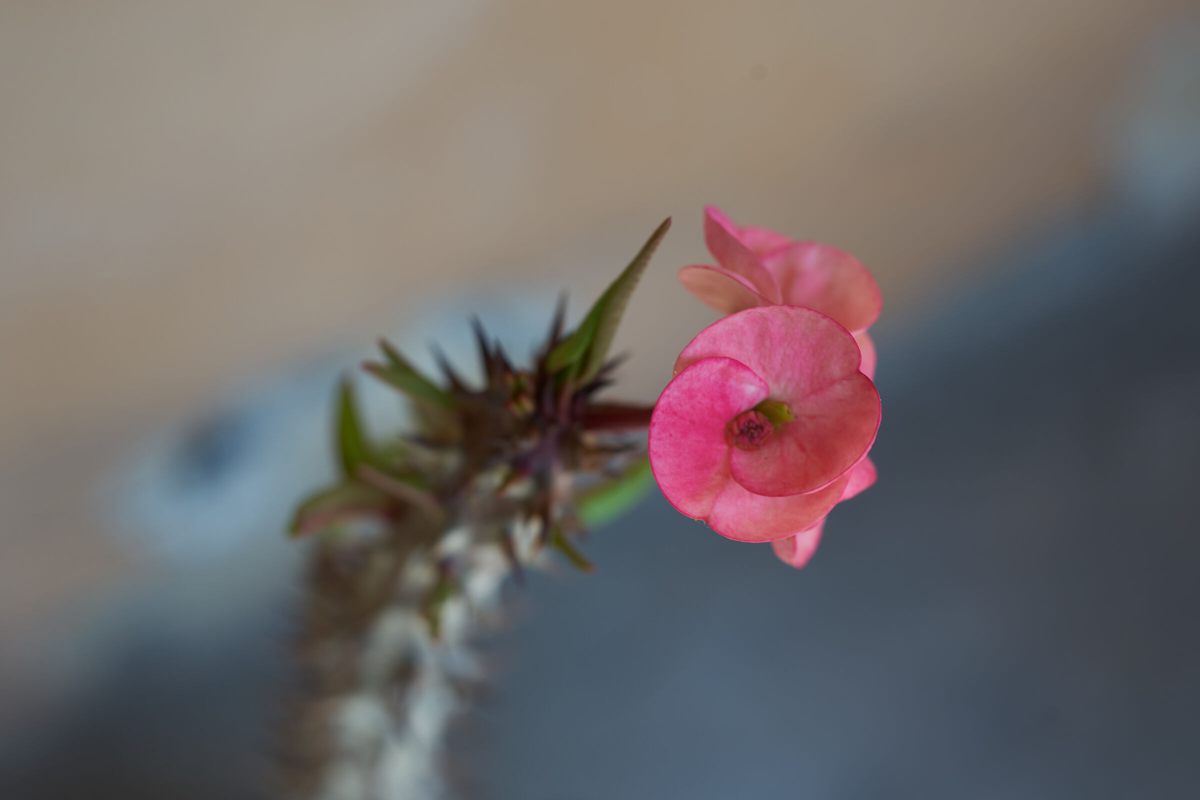 Ibrido Spina di Cristo