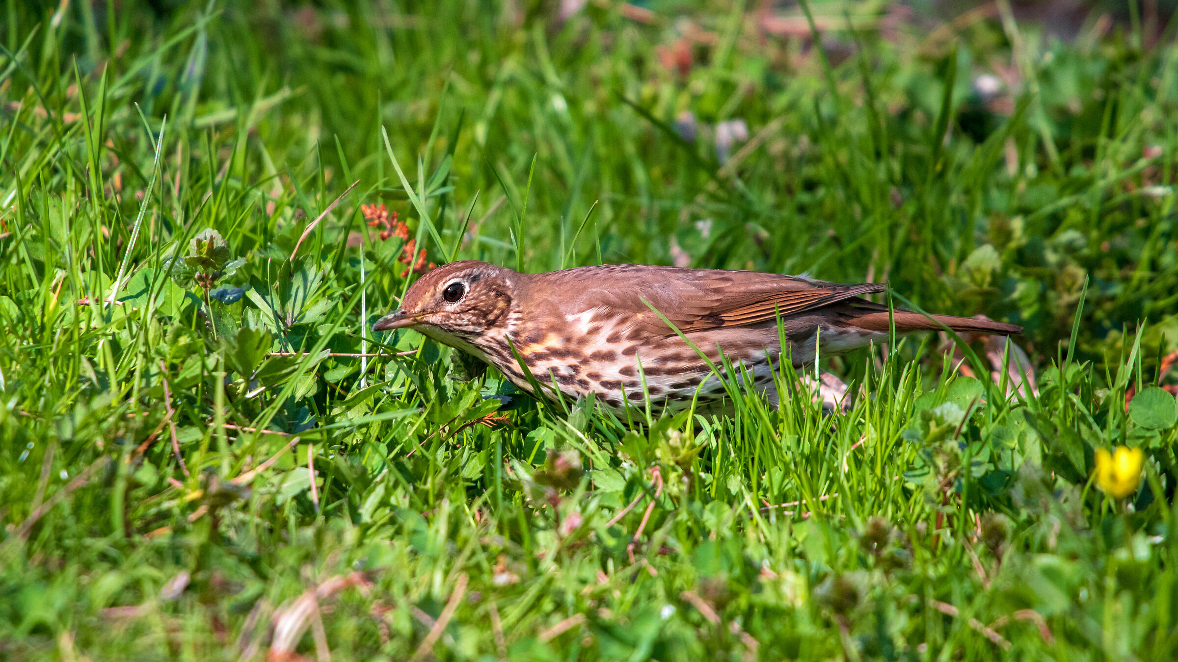 Song Thrush (Turdus philomelos)