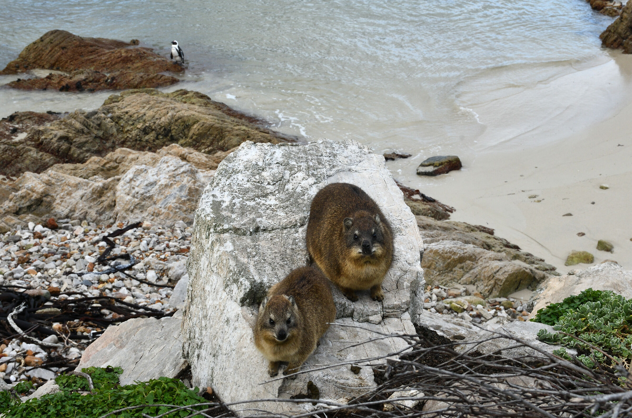 Il Pinguino è nostro