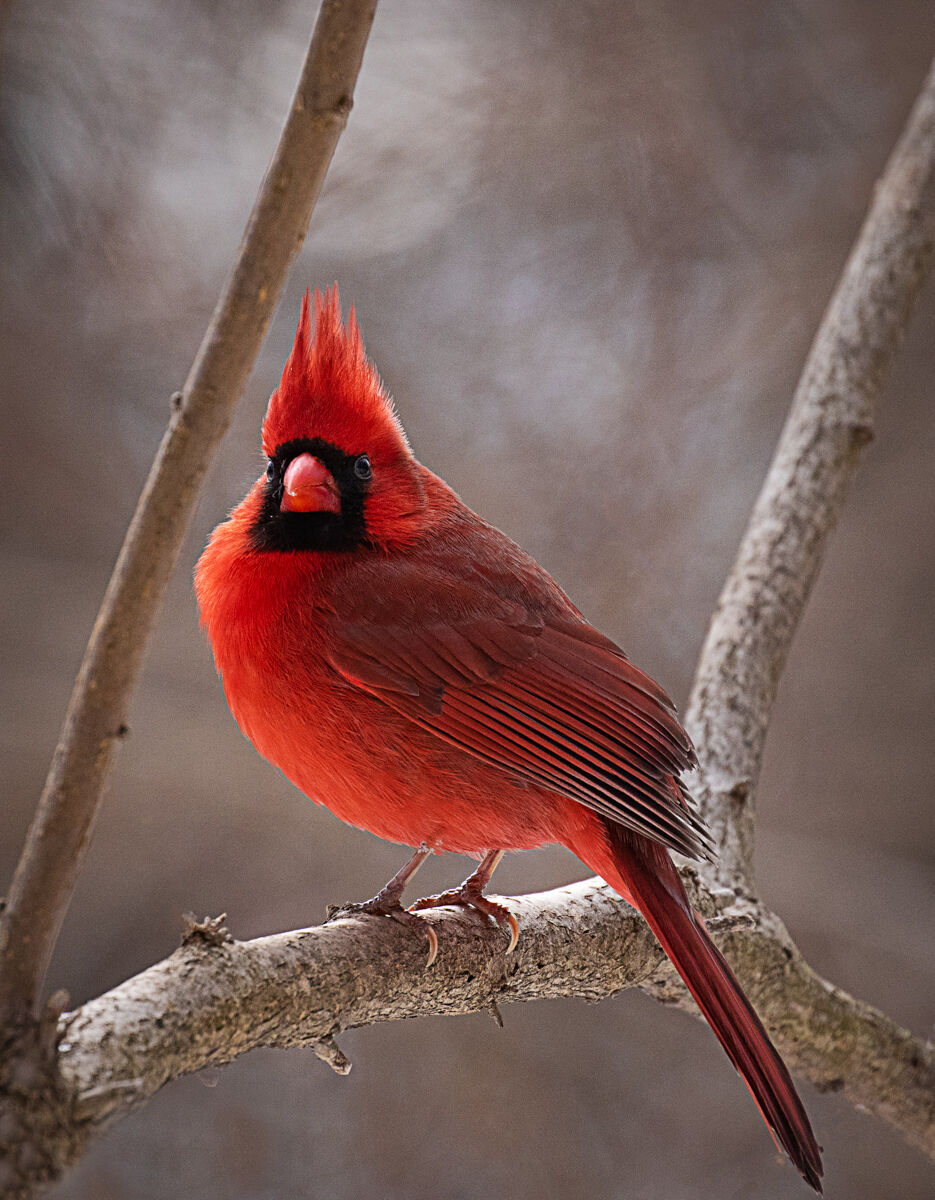 Male Northern Cardinal
