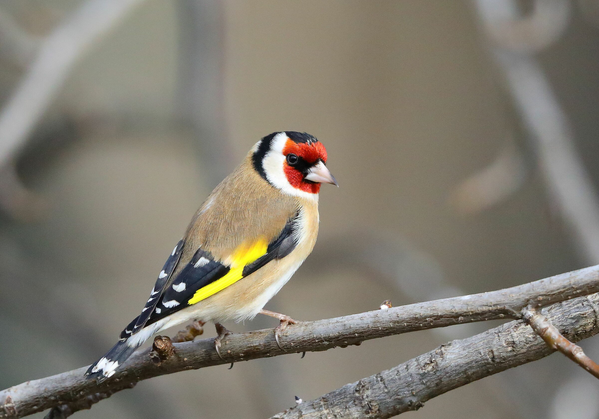 Cardellino (Carduelis carduelis)
