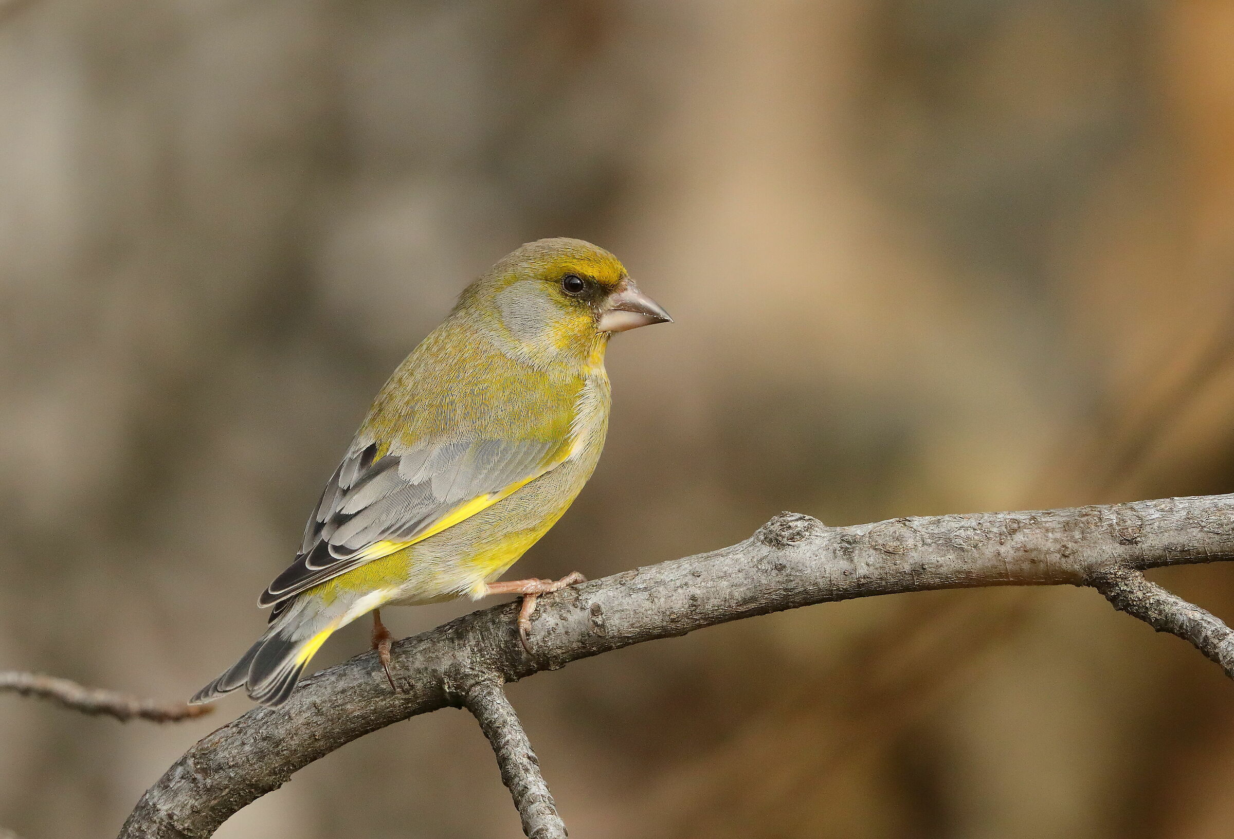 Verdone (Chloris chloris)