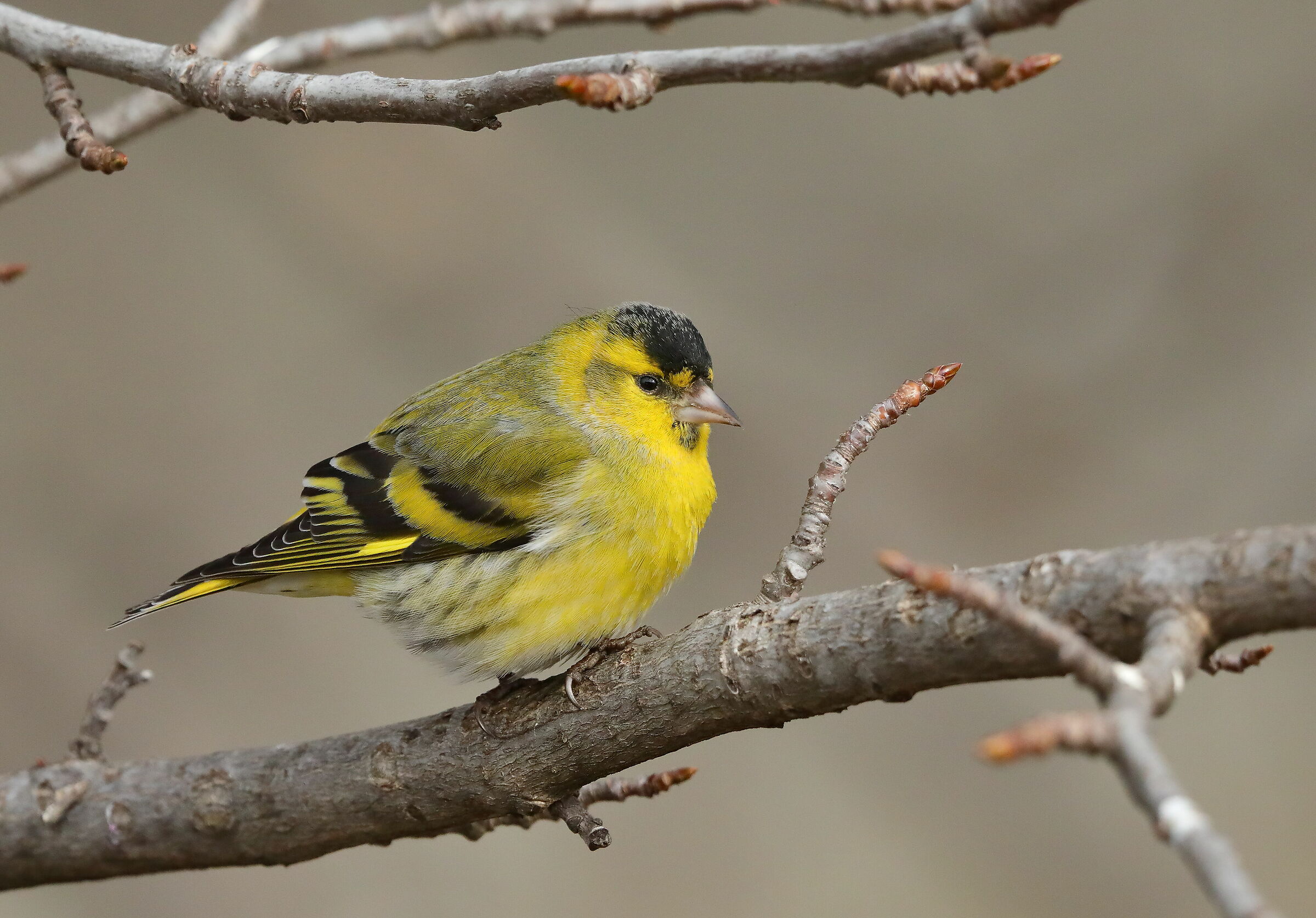 Lucherino (Spinus spinus)