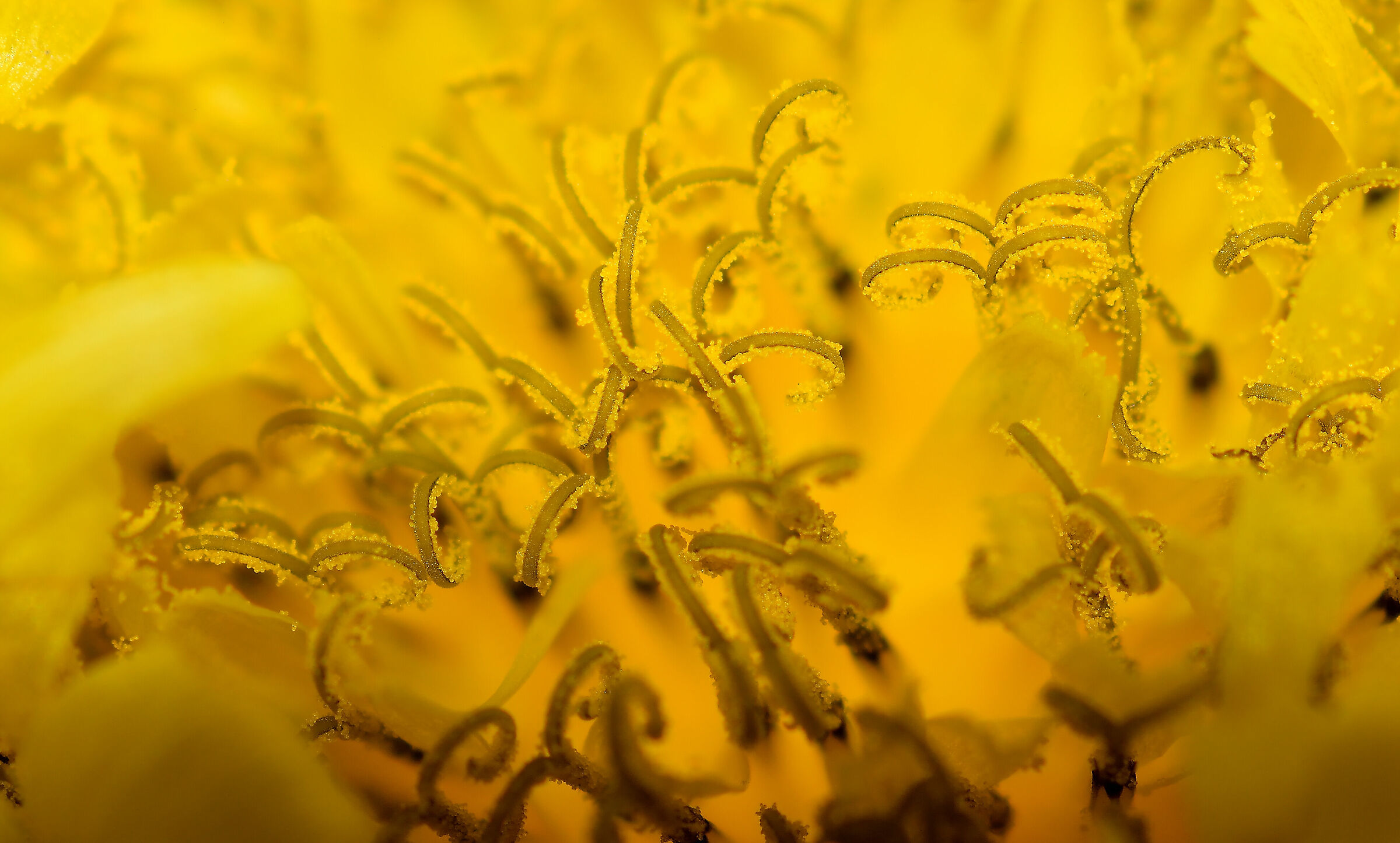 Pollen
