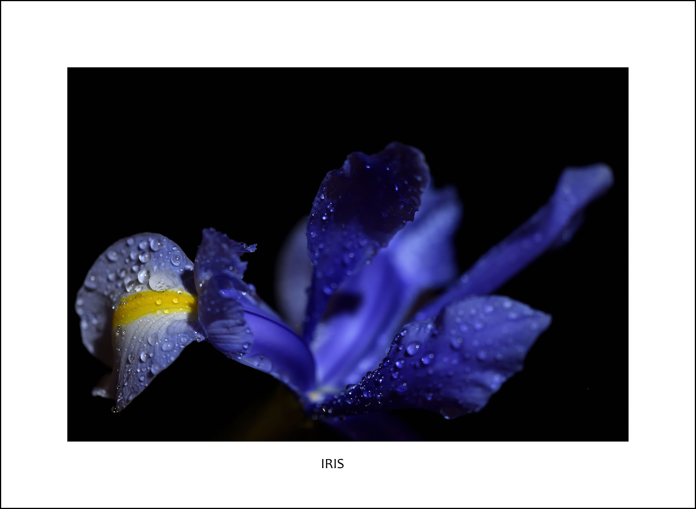 Iris