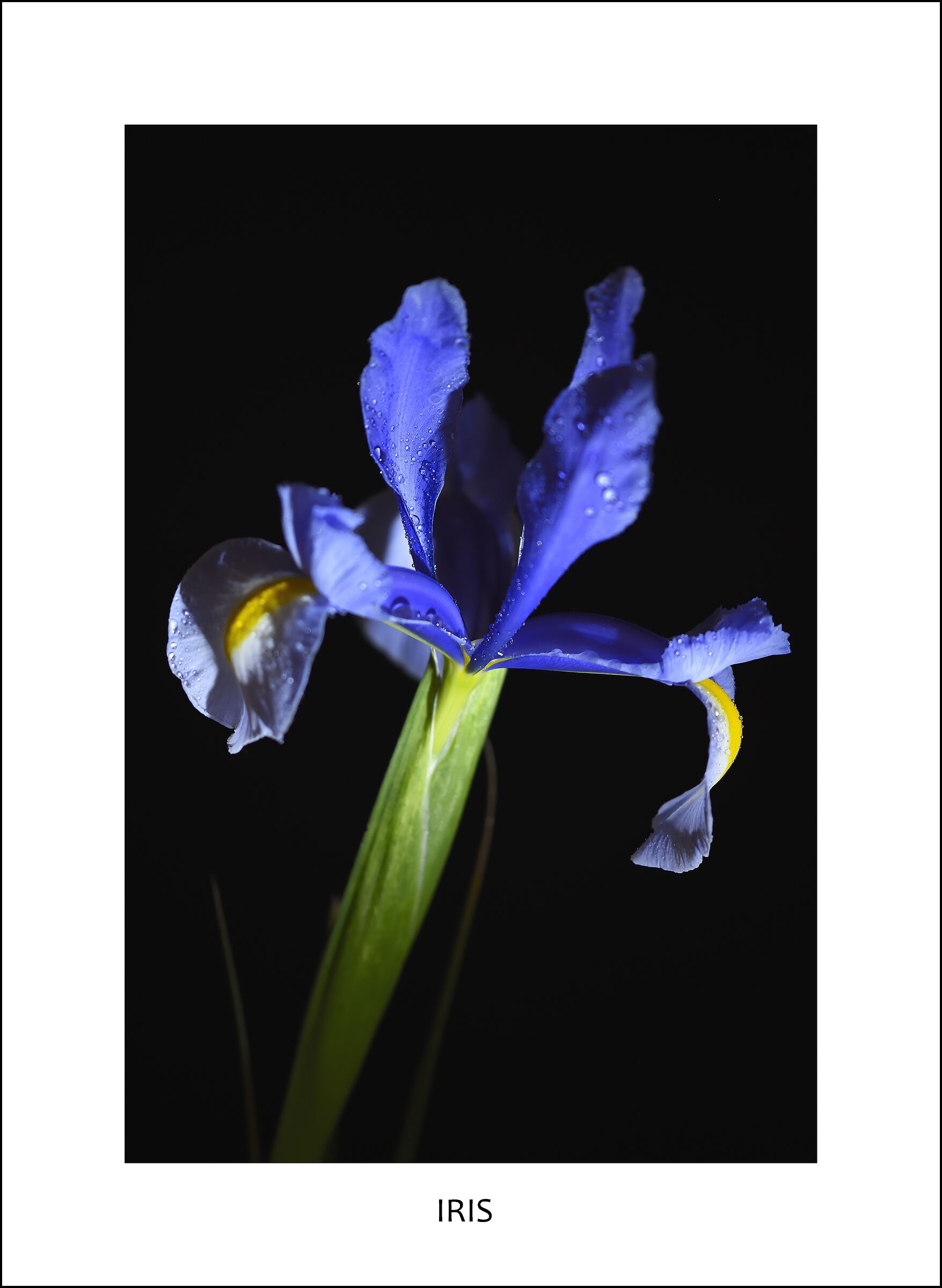 Iris