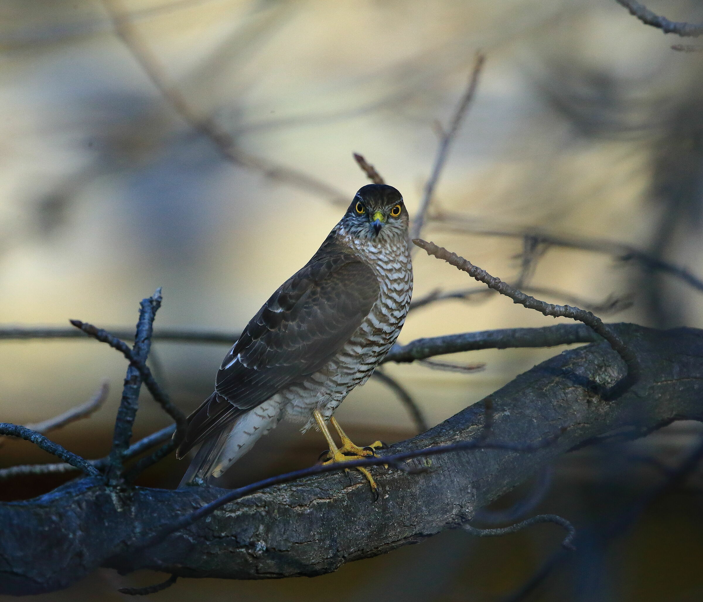 Sparviero (Accipiter nisus)