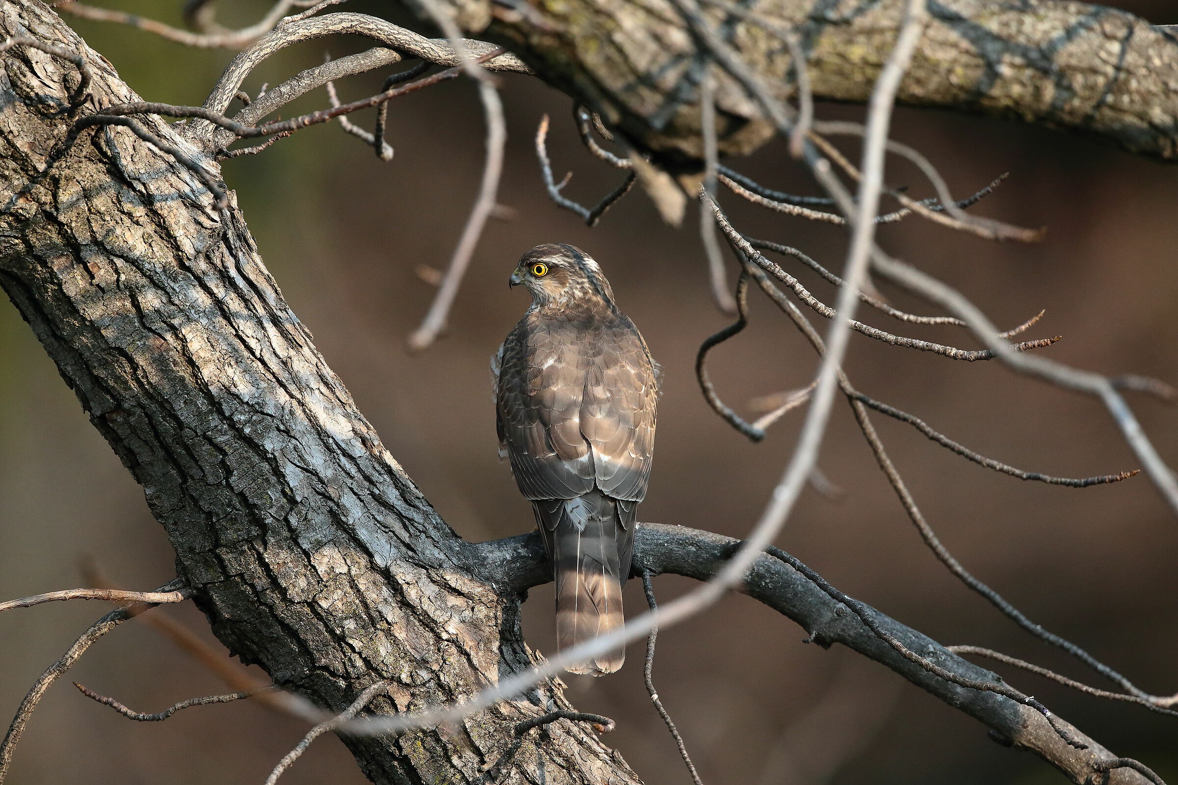 Sparviero (Accipiter nisus)