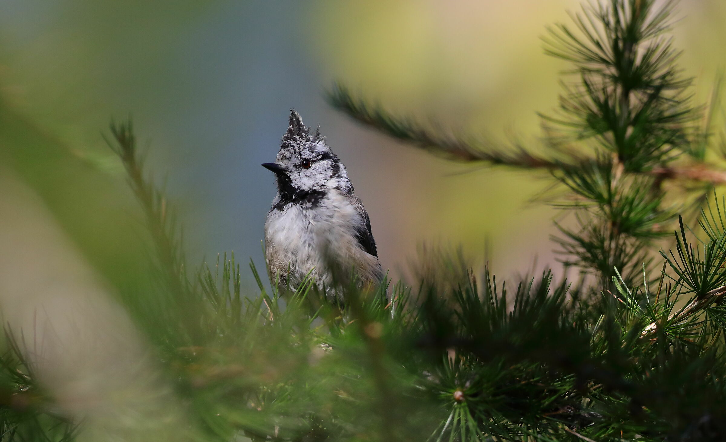 Cincia dal ciuffo (Lophophanes cristatus)
