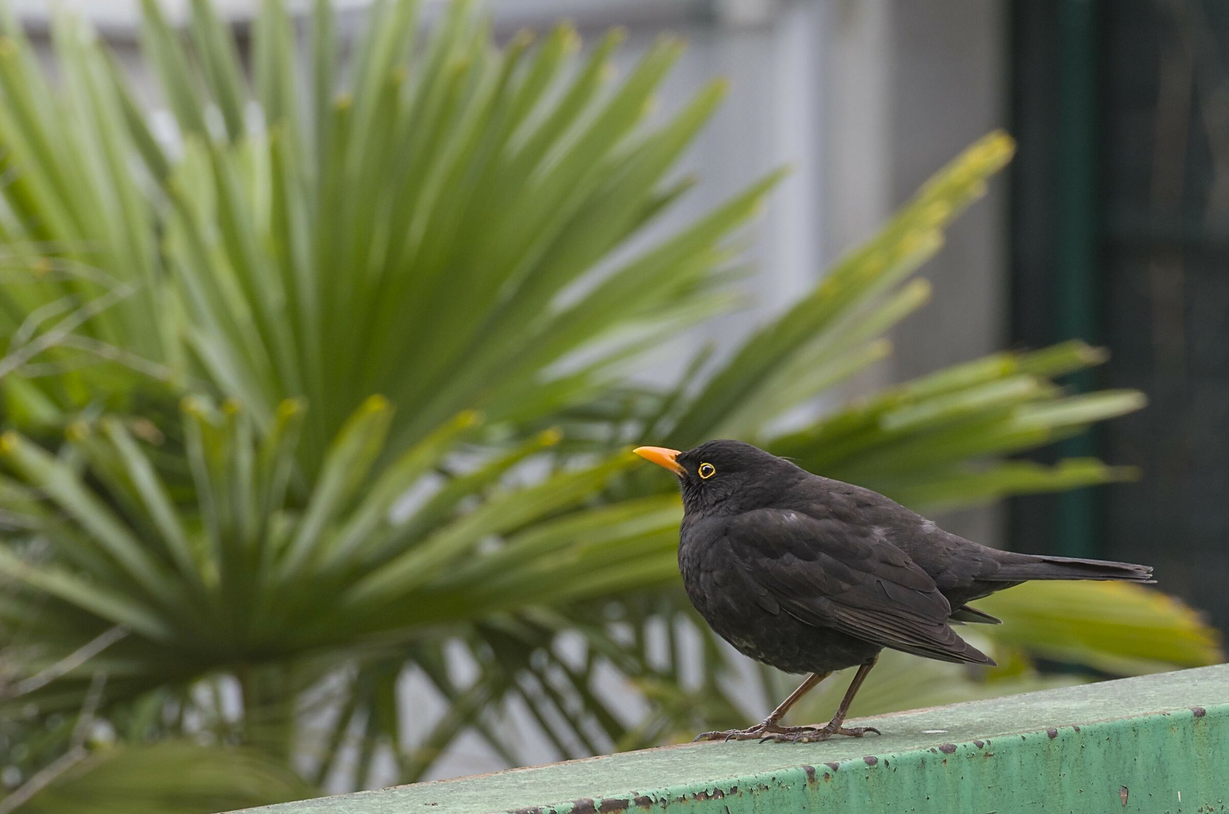 Cute blackbird