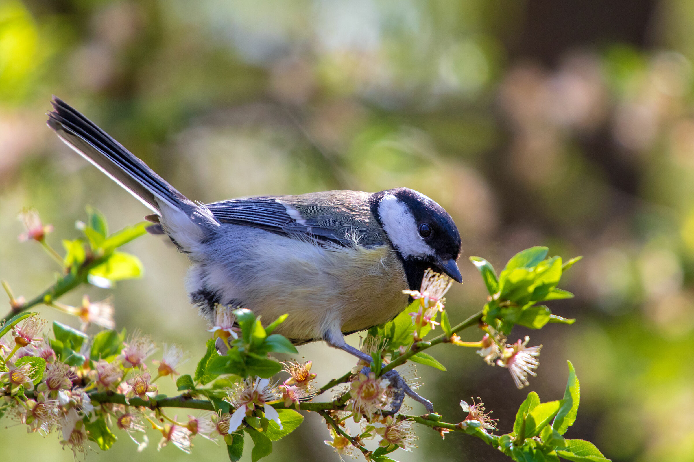 Grande Tit (Parus major)