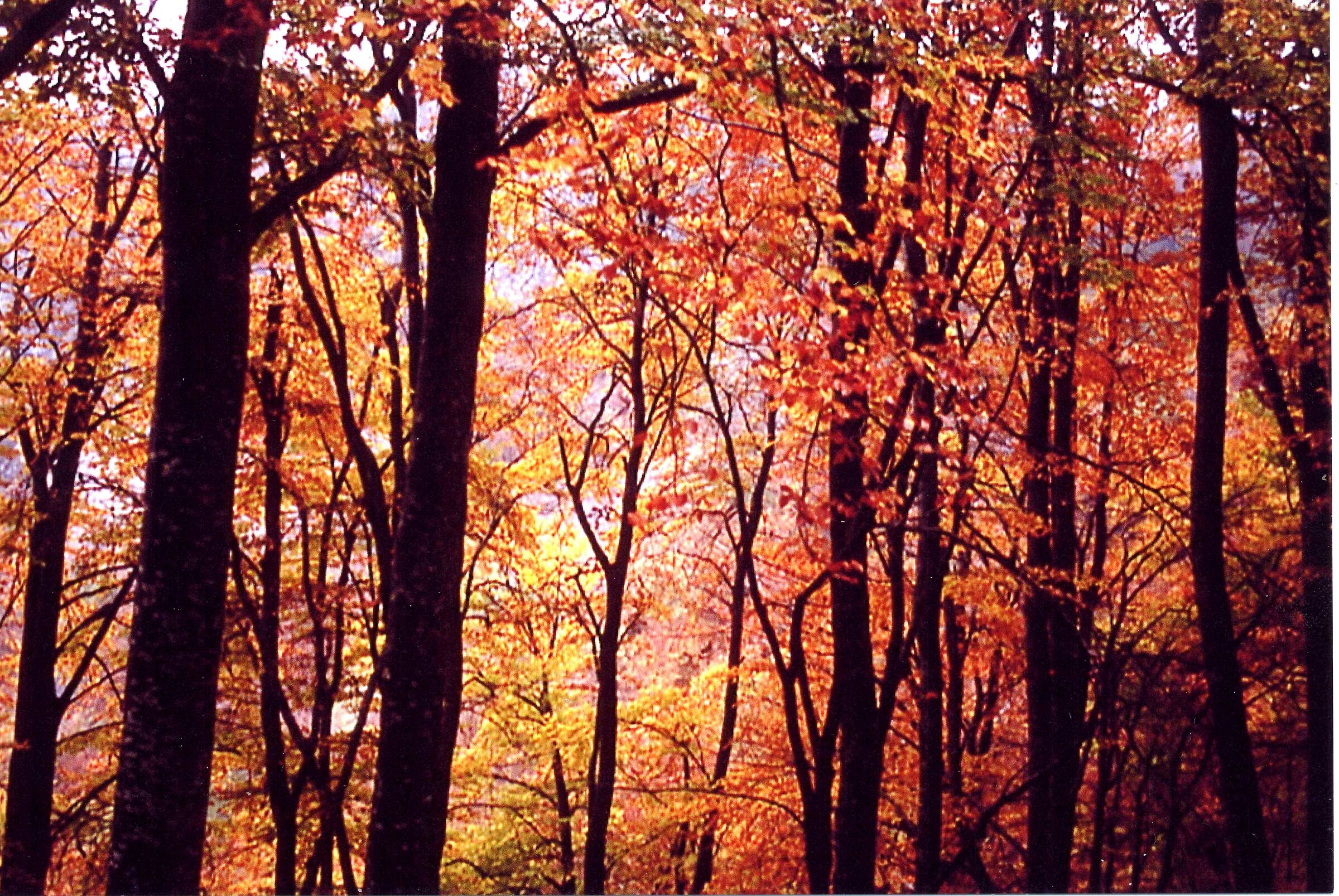 Colori del bosco in autunno