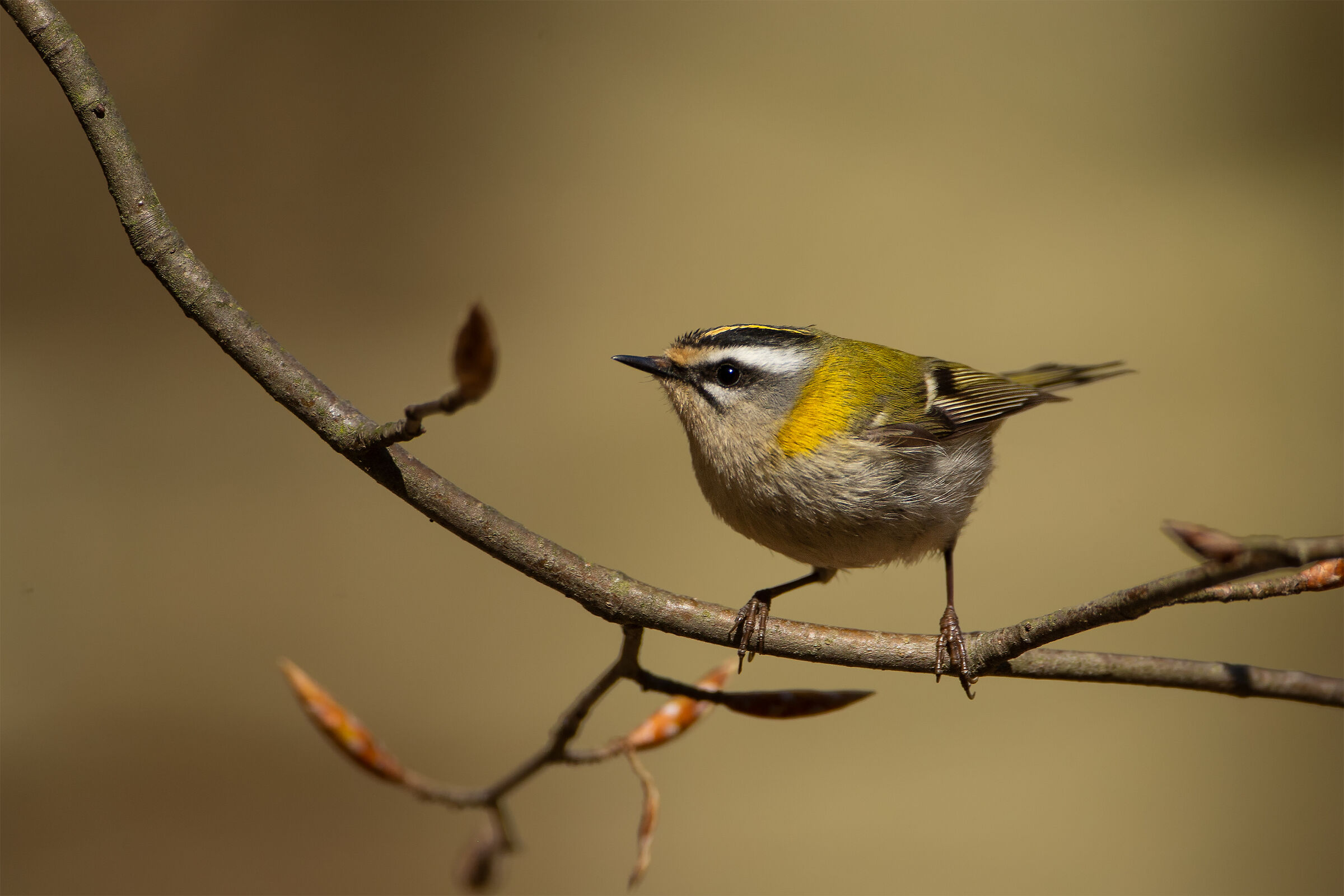 Regulus ignicapillus (Common firecrest)