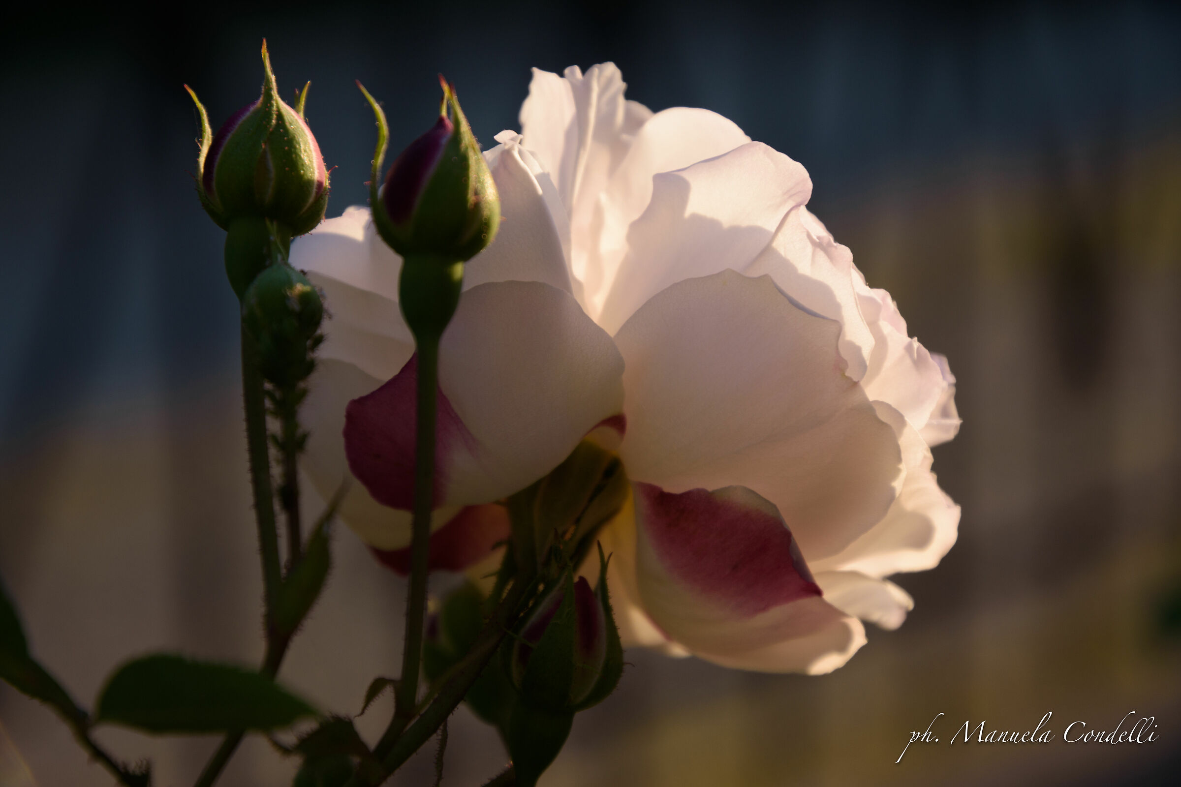 Guardo l'ultimo raggio di sole...