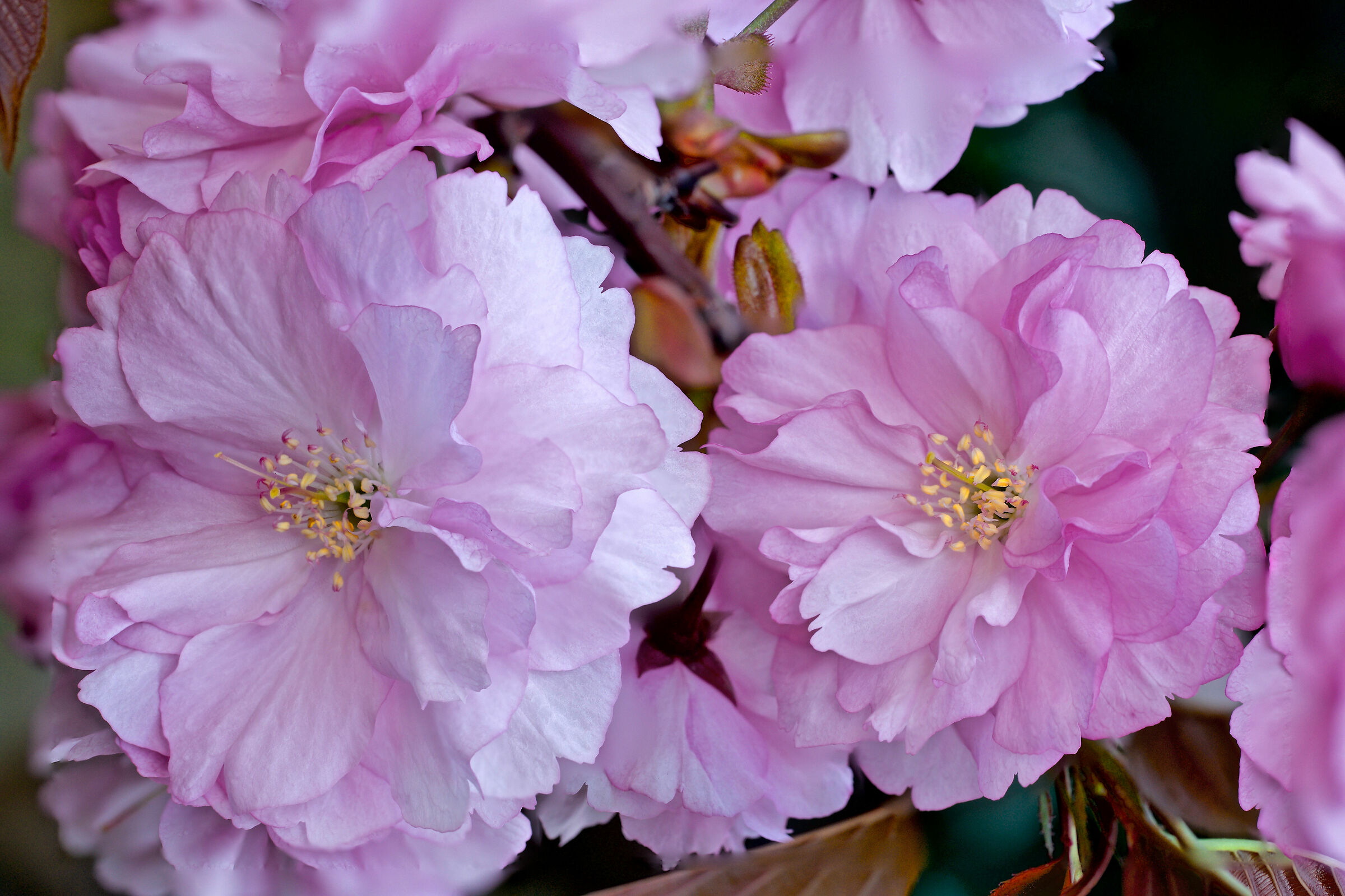Japanese cherry blossom