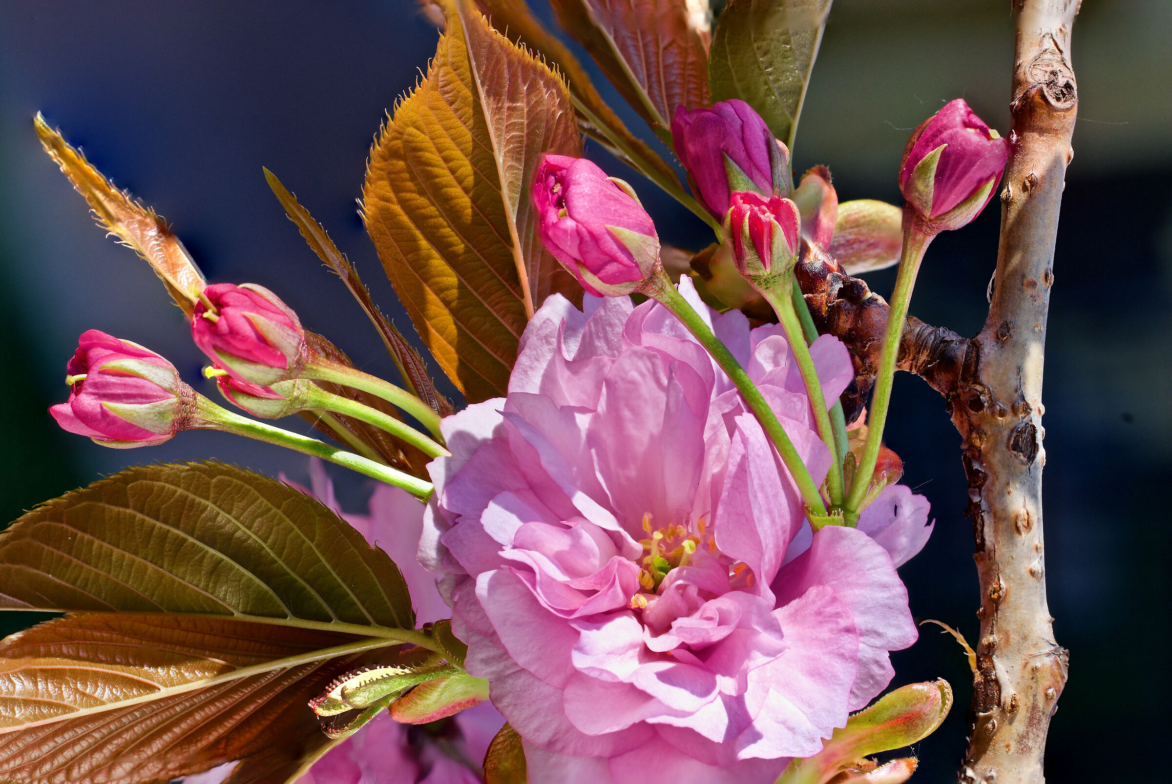Fioritura di ciliegi giapponesi 2