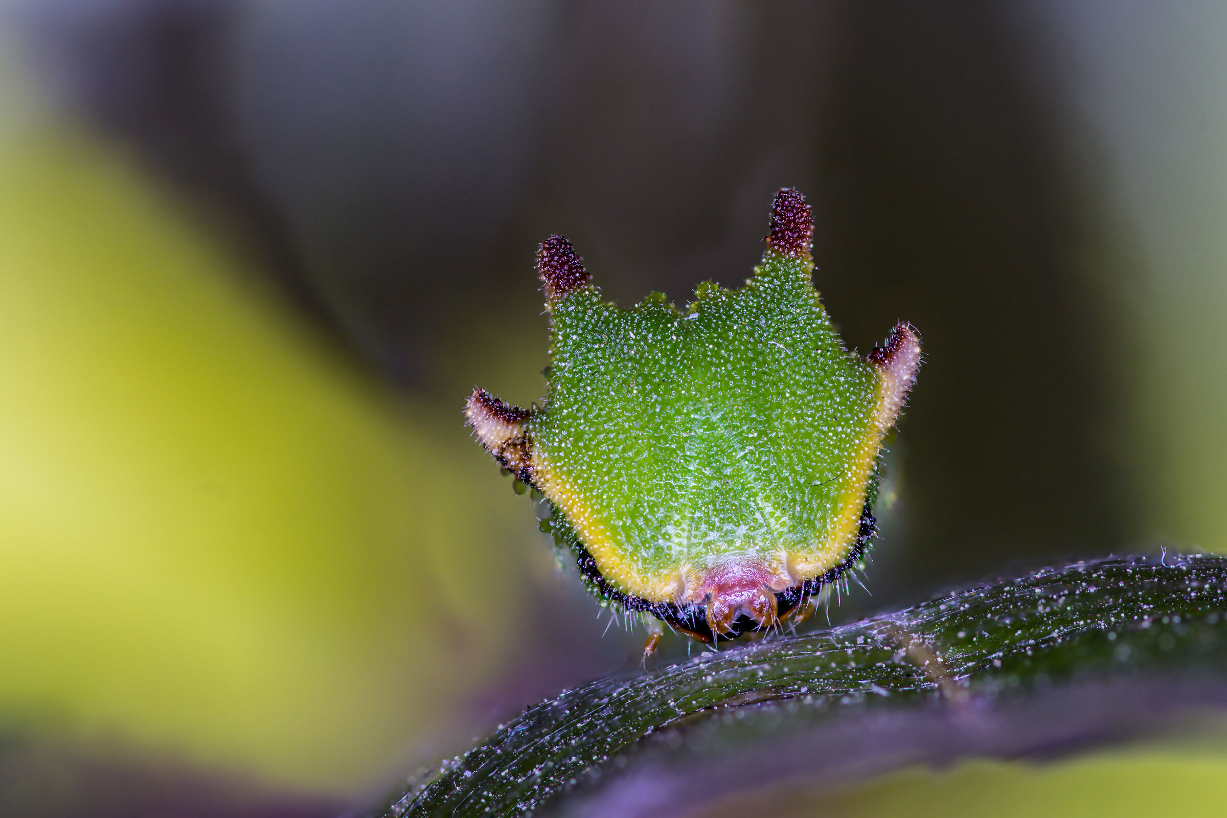 Strawberry caterpillar. (Charaxes jasus)