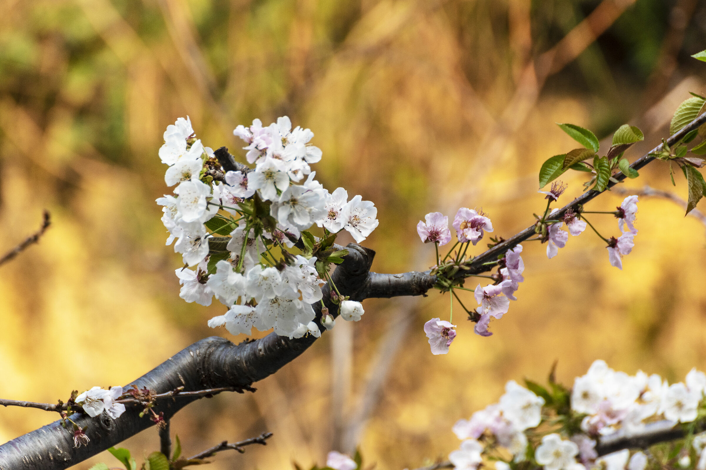 cherry blossoms