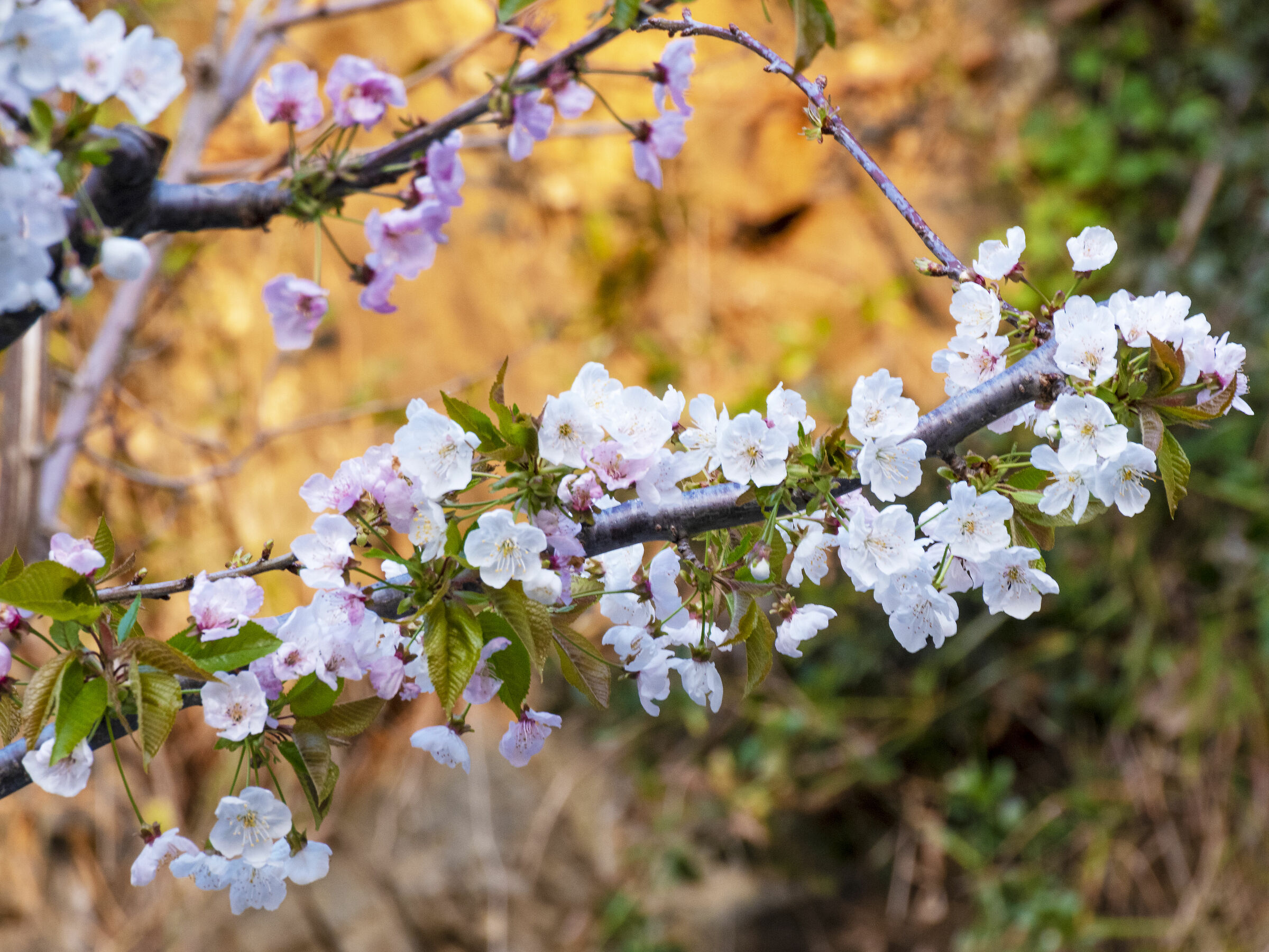 cherry blossom