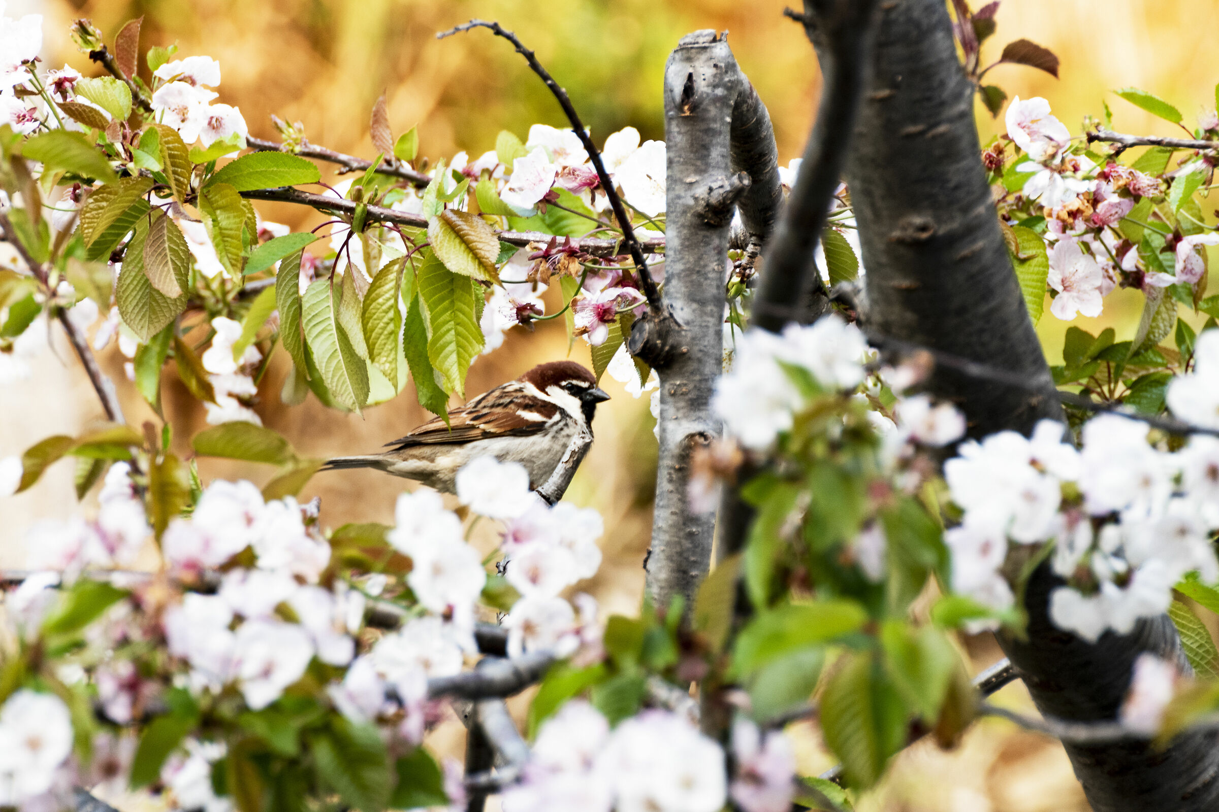sparrow among the cherry blossoms