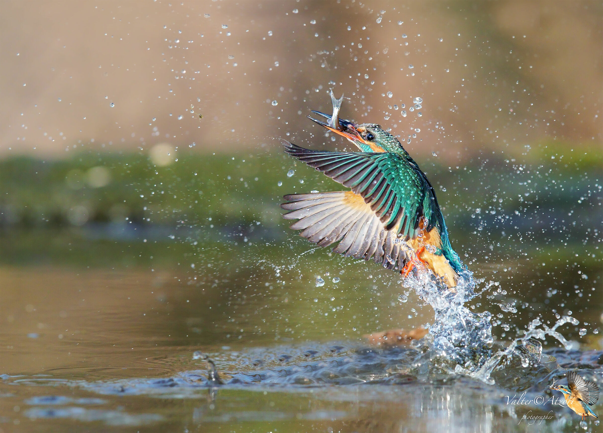 Martin Pescatore con preda