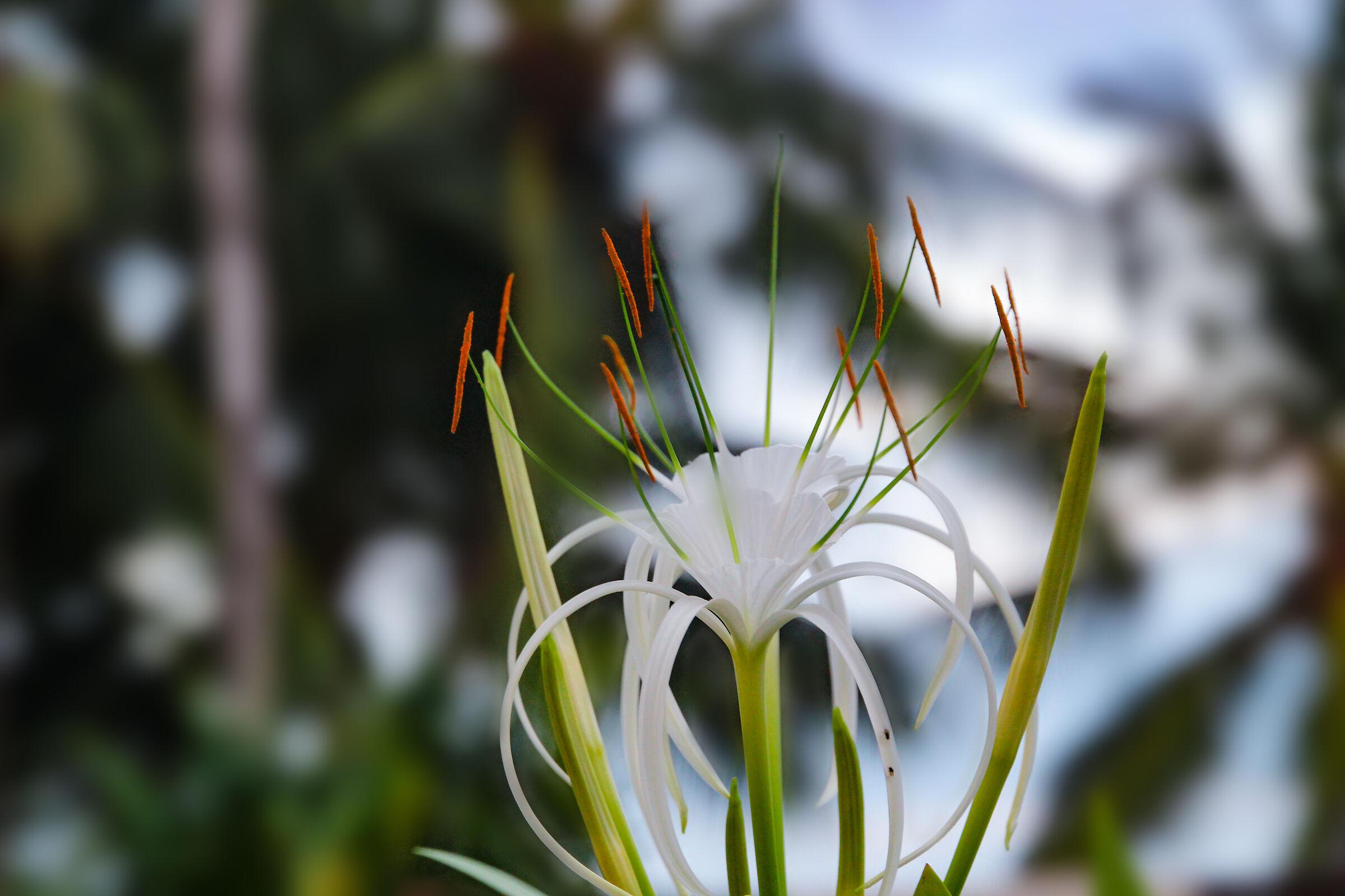 Ricordi da Ko Samui 2