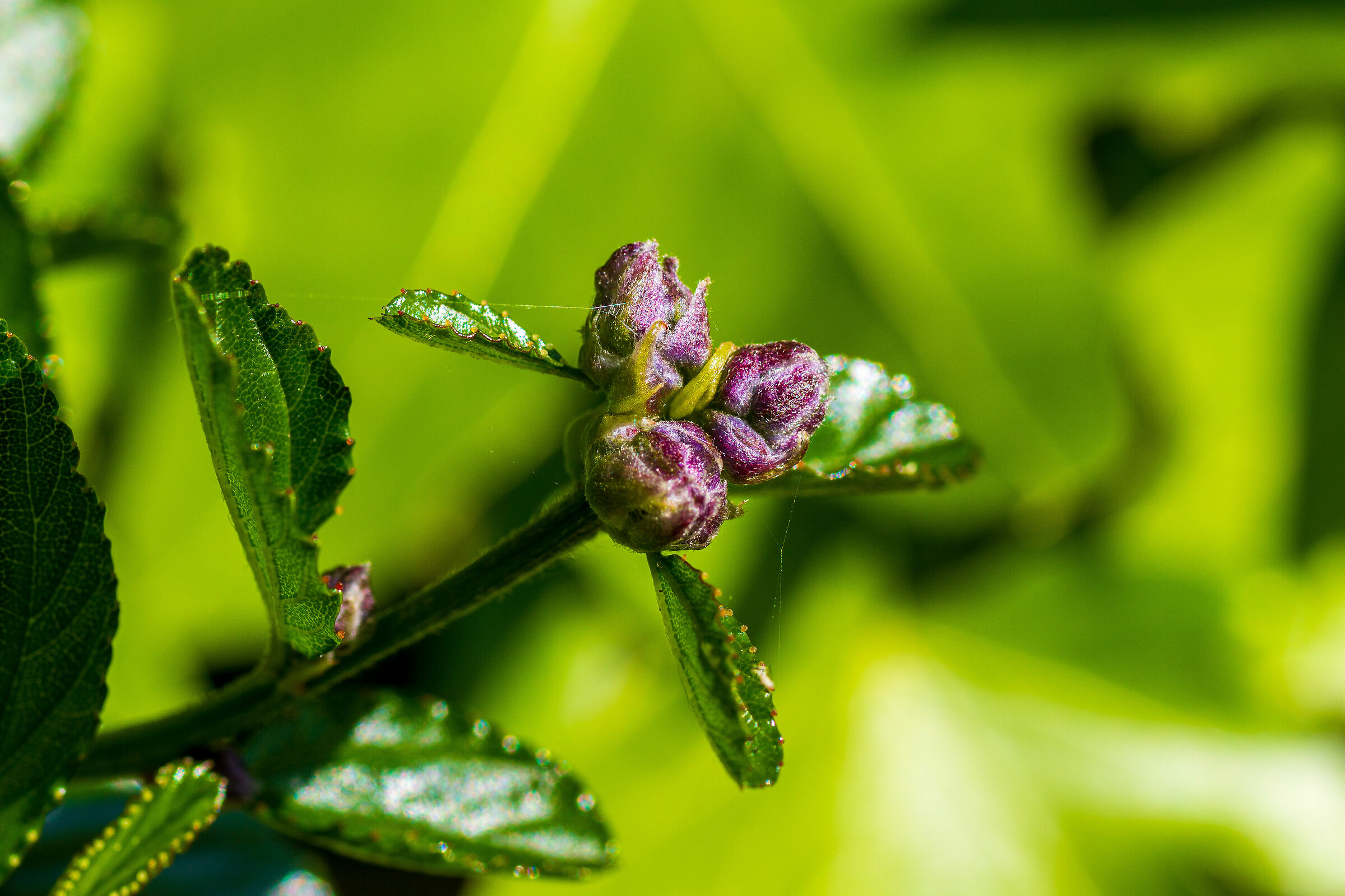 Colori della primavera