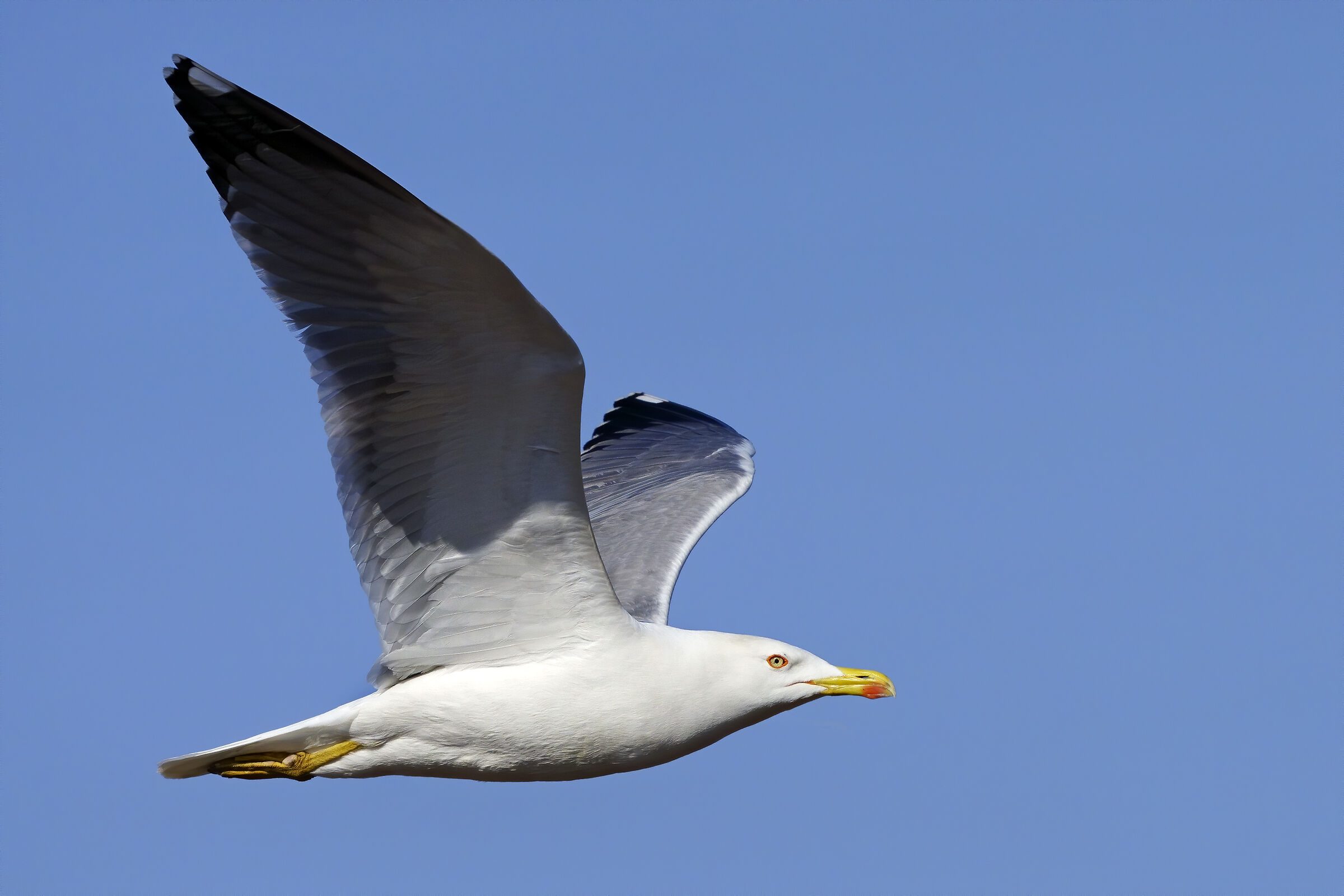 Auguri di buona Pasqua!