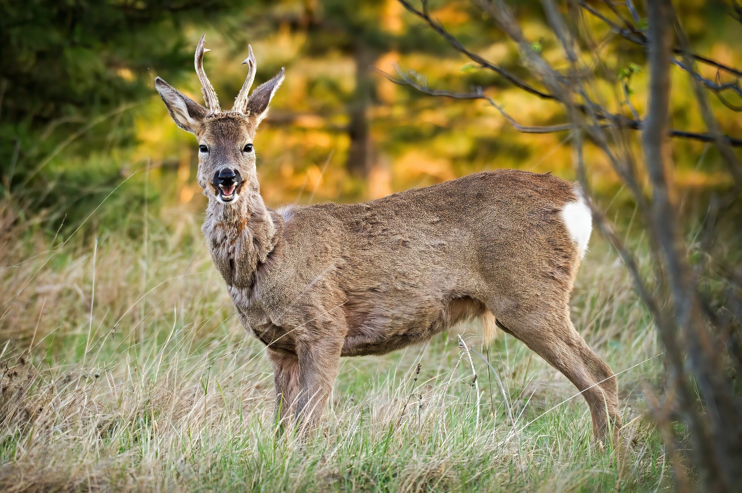 Roe deer at sunset