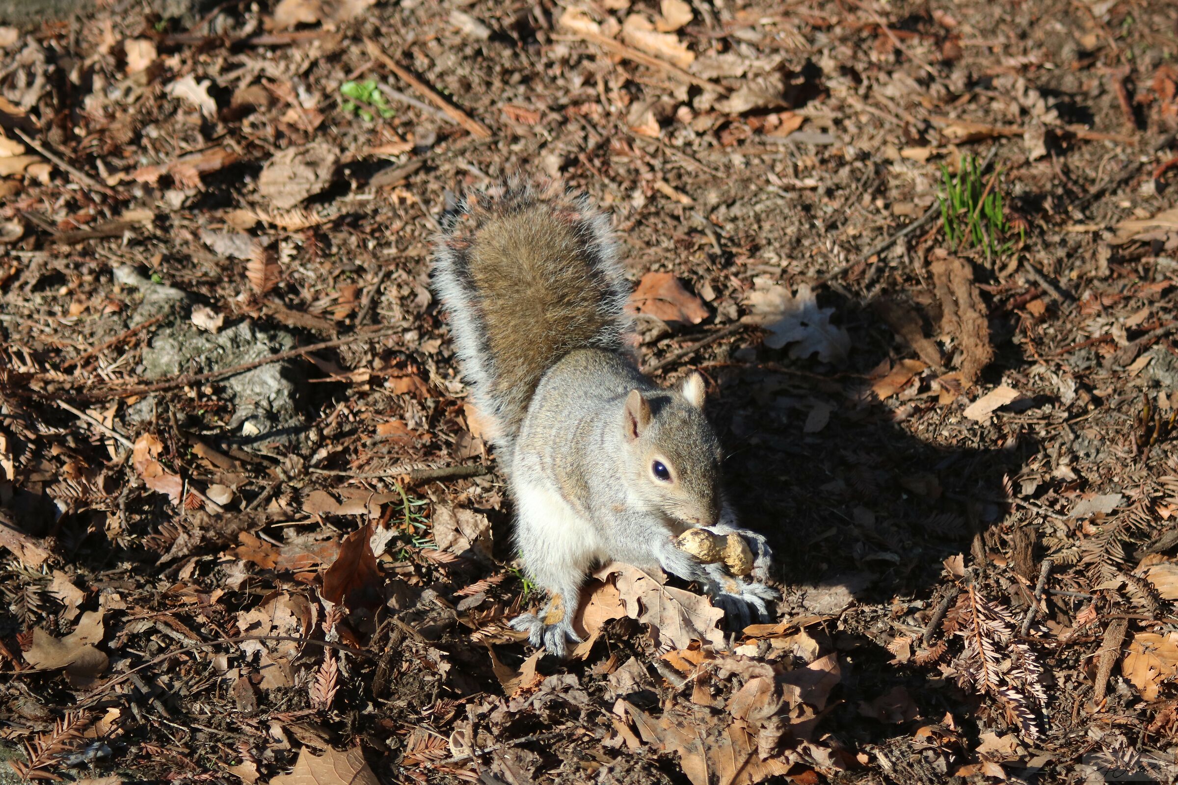 Scoiattolo Grigio - Parco del Valentino 21.01.2018