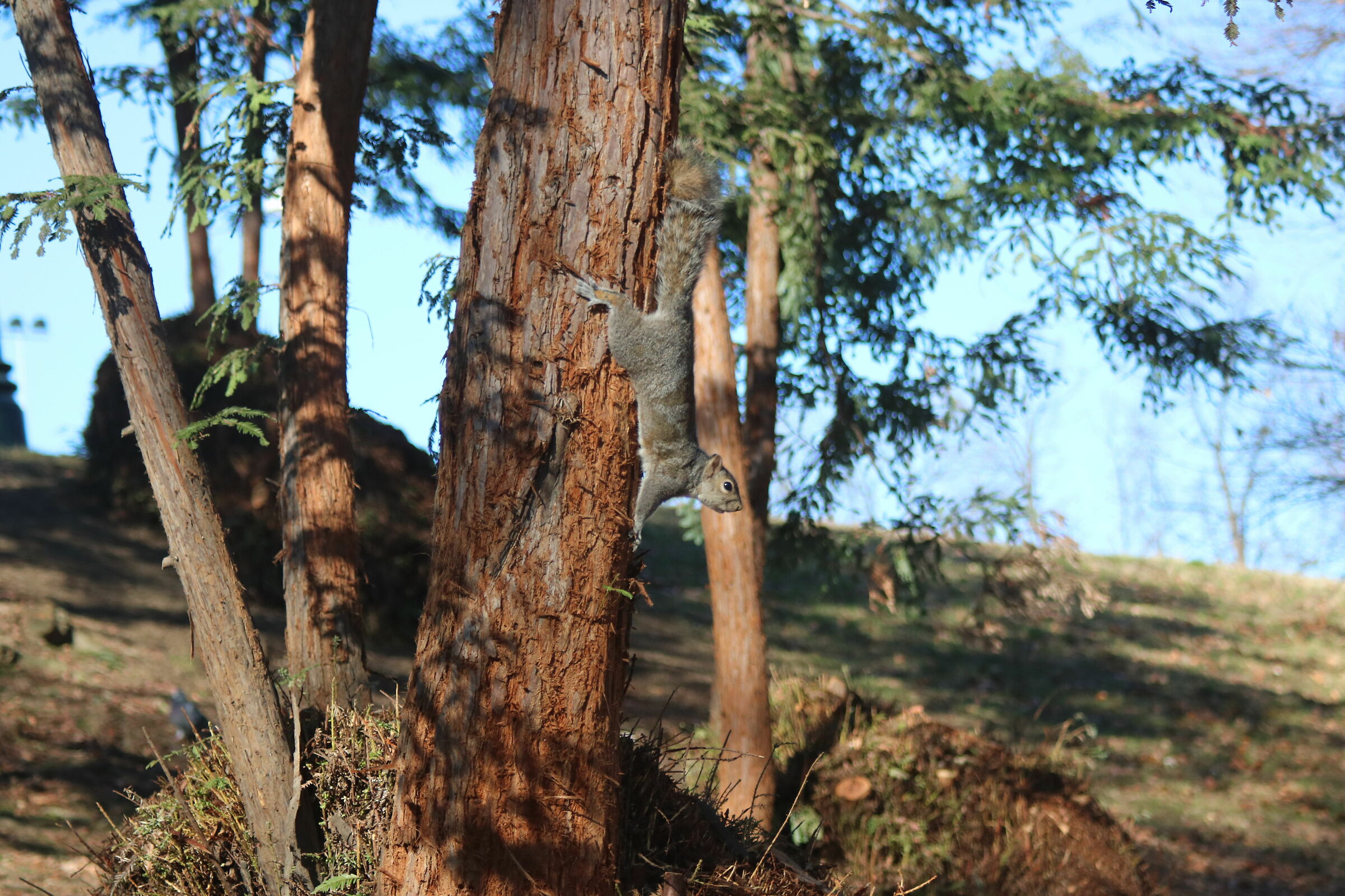 Scoiattolo Grigio Albero-Parco del Valentino 21.01.2018