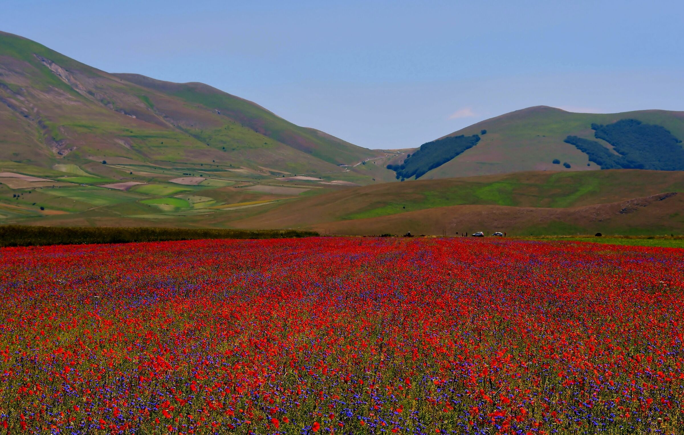 Fioritura a Castelluccio di Norcia