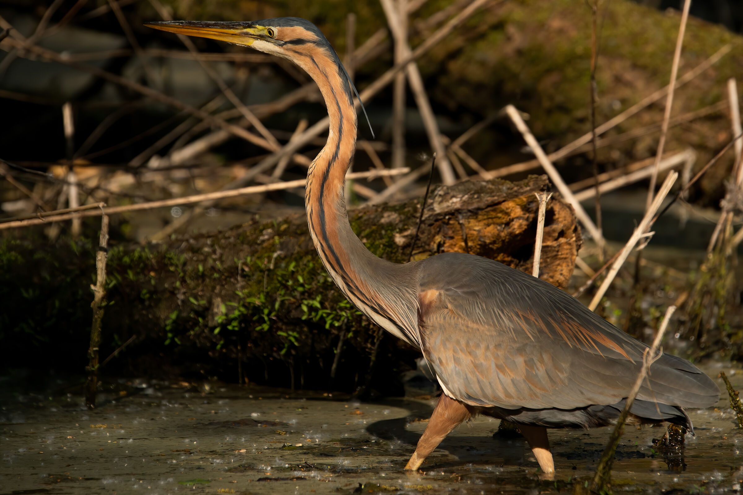 Red Heron
